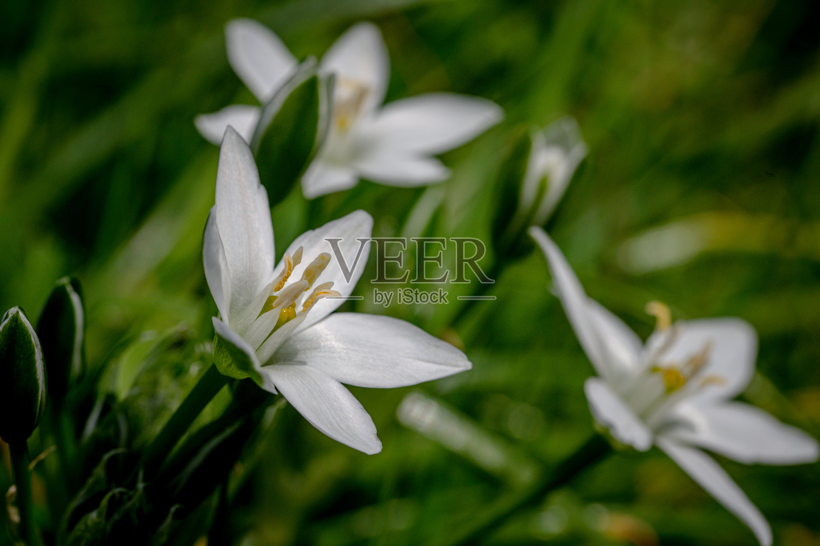 伯利恒之星，伞形鸟，野花照片摄影图片