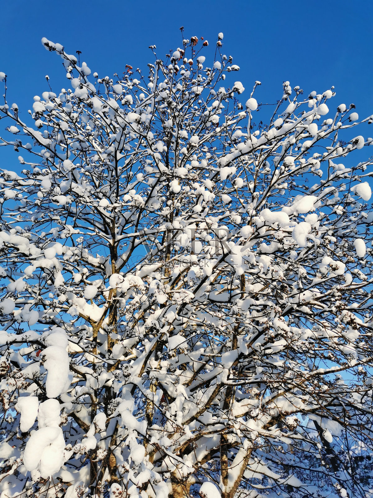 白雪覆盖的树枝，透过它可以看到蓝天和阳光照片摄影图片