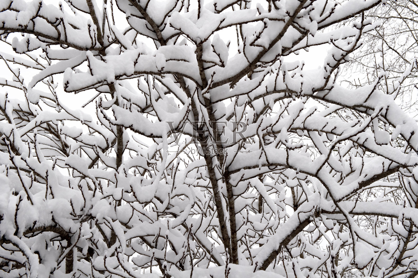 雪粘在光秃秃的树枝上，创造出抽象的图案照片摄影图片
