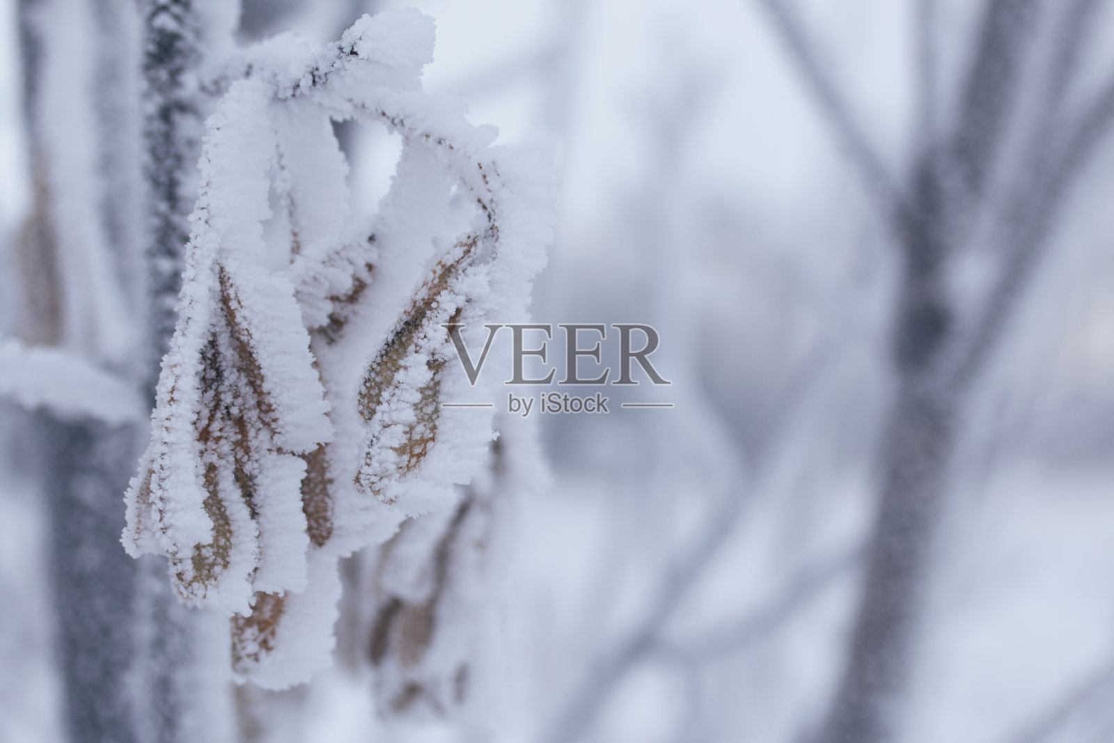 被雪覆盖的干枯植物。干草上的霜。特写镜头。照片摄影图片