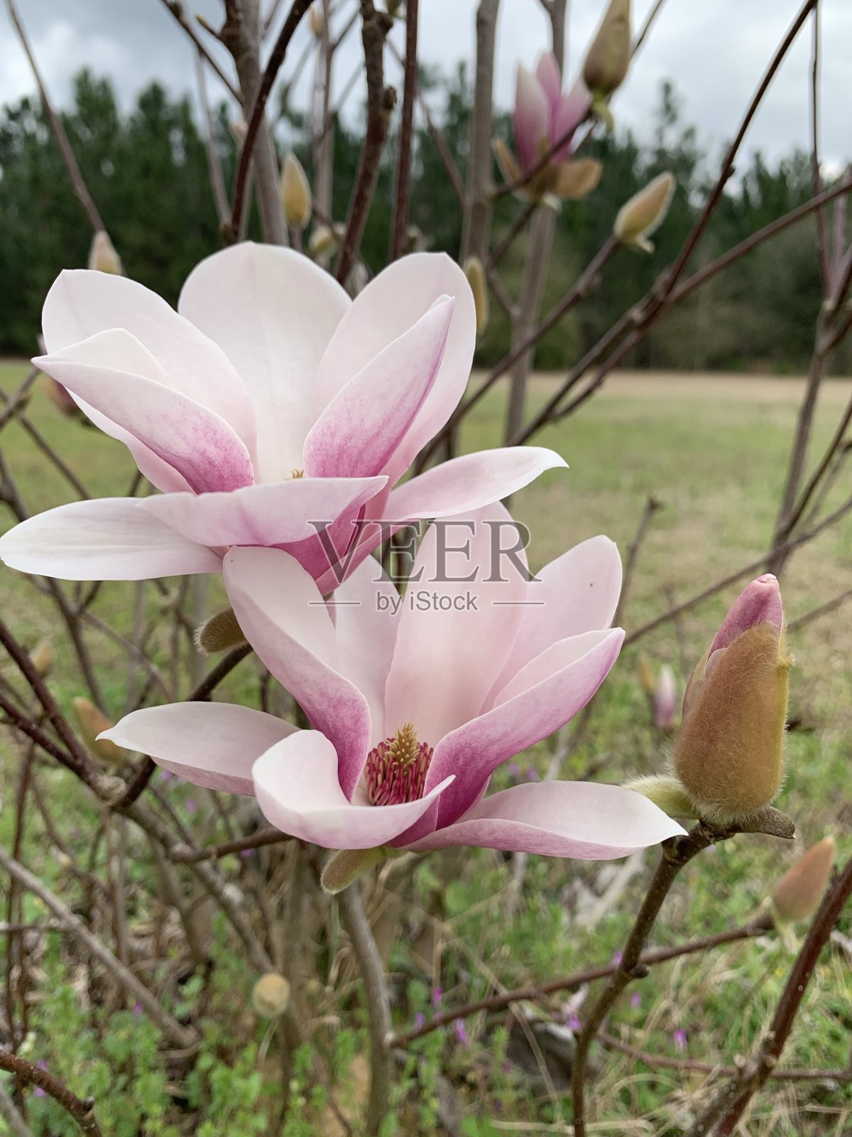 南乔治亚的日本白玉兰照片摄影图片