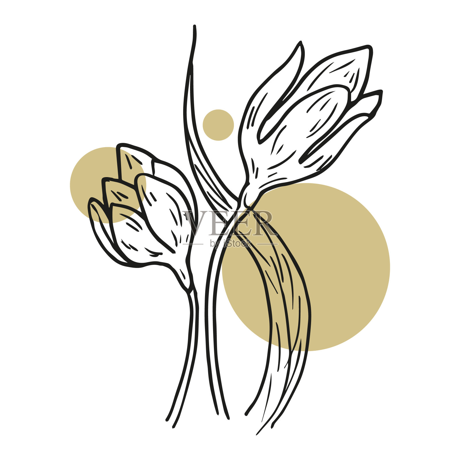 矢量手绘木兰春夏花鸟。美丽浪漫优雅的花卉组成的婚礼请柬，贺卡，彩色书。孤立的白色或彩色背景和手绘图标。情人节插画图片素材