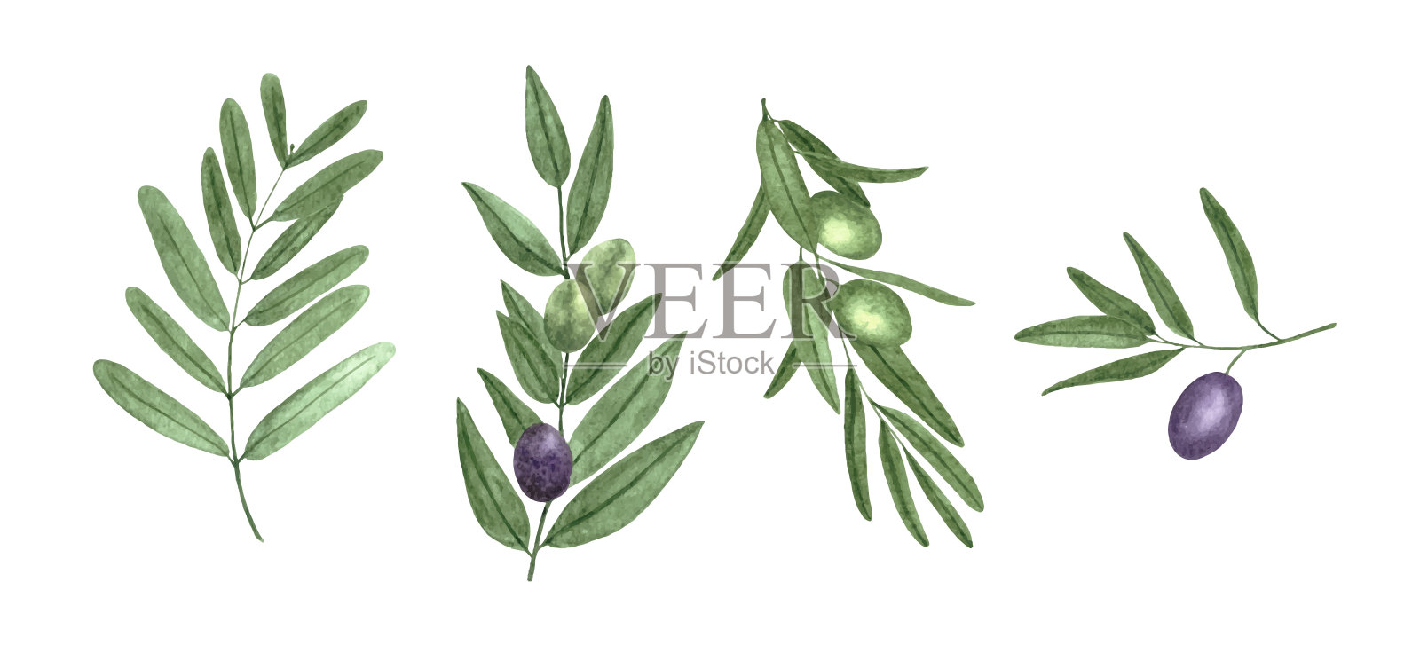 套水彩橄榄枝插画图片素材