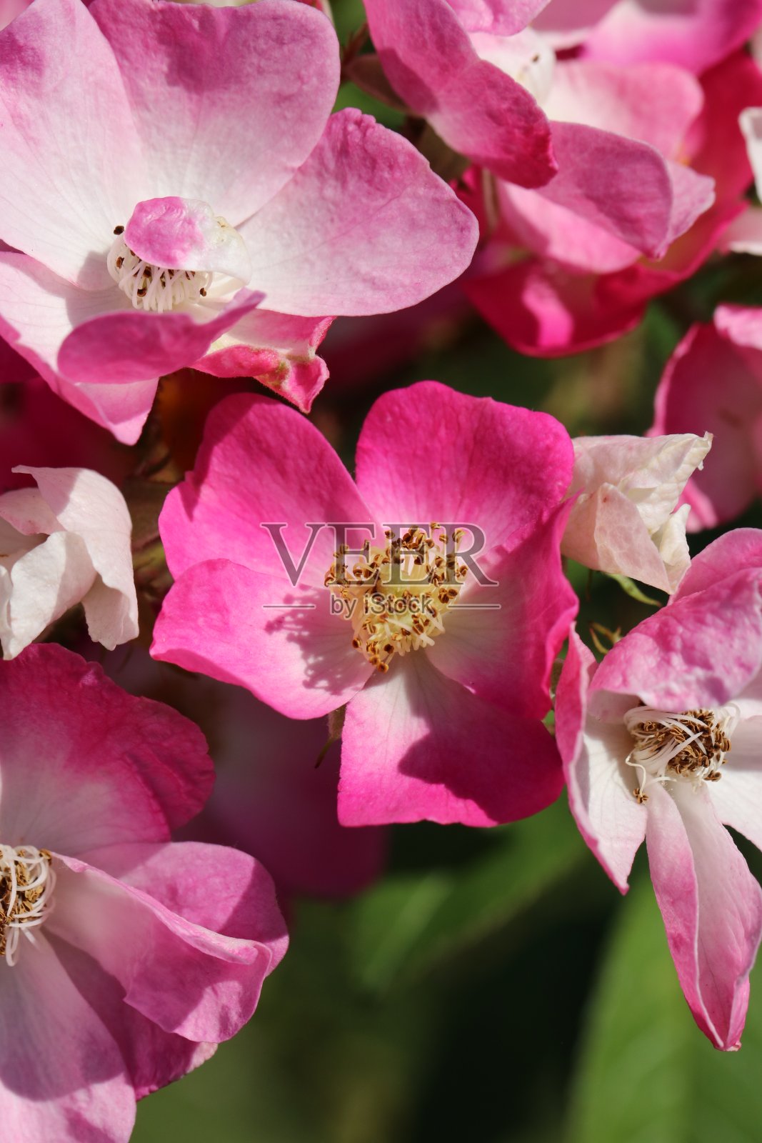 粉红色和白色中型玫瑰花照片照片摄影图片
