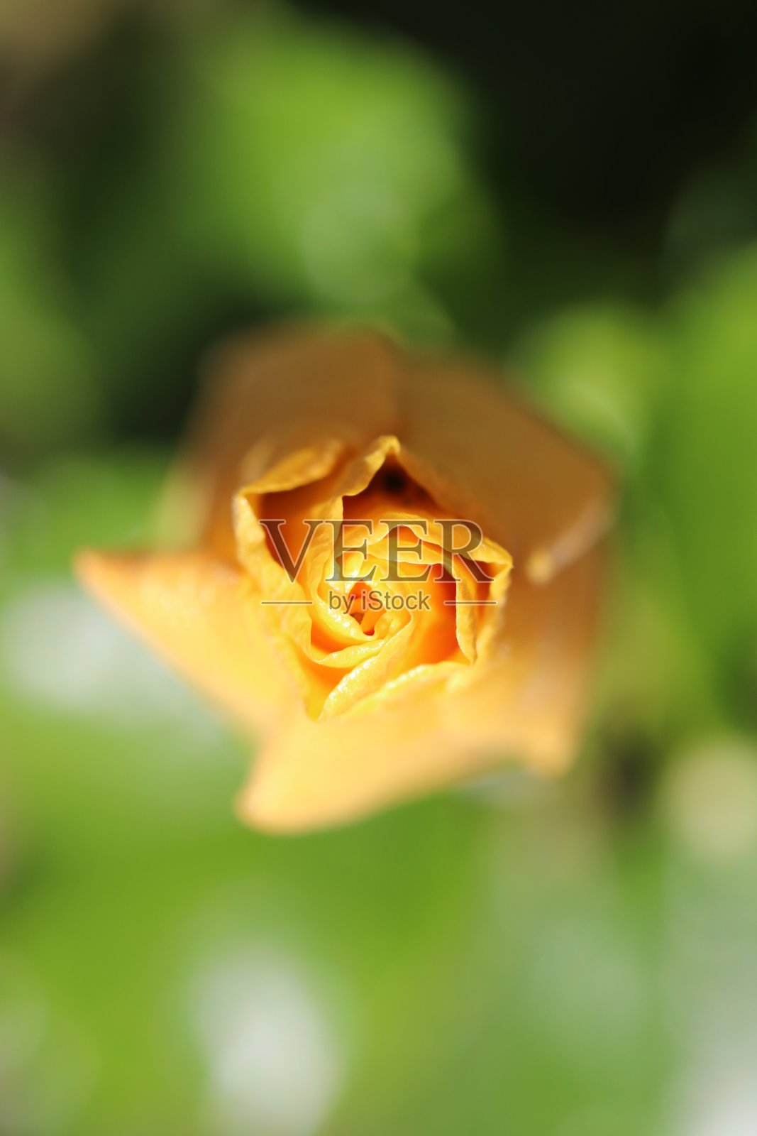 从头部拍摄的亮黄色玫瑰花照片照片摄影图片