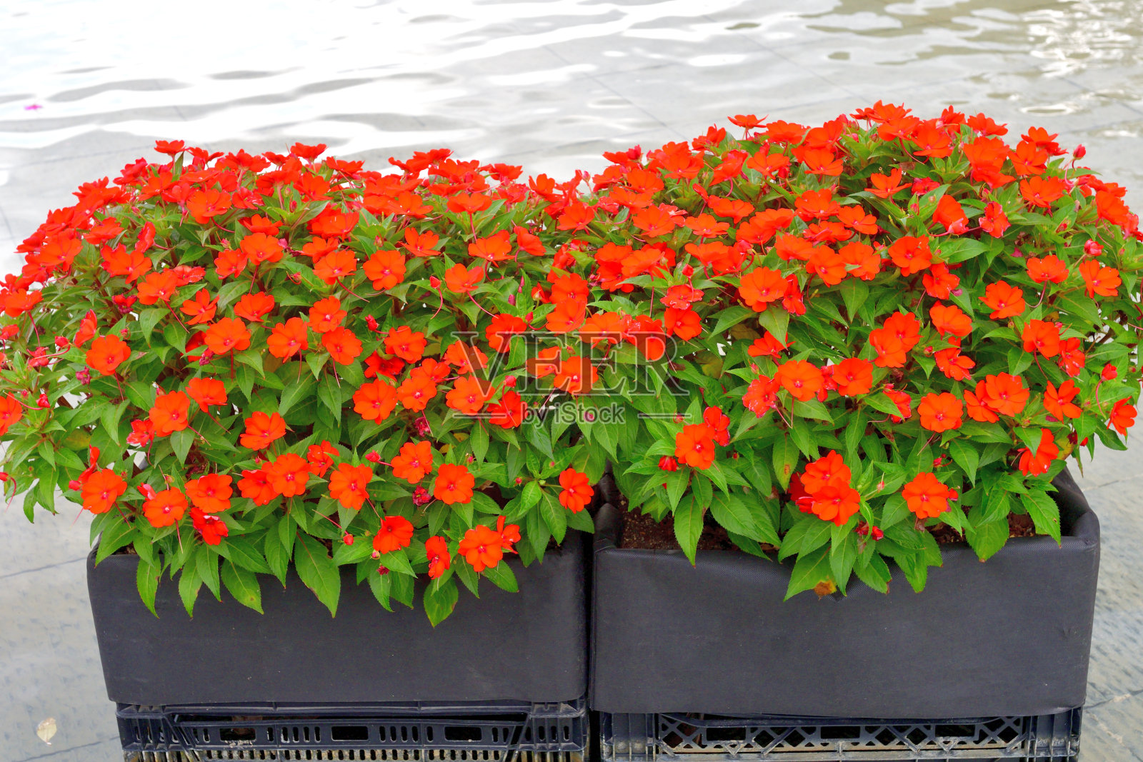 凤仙花照片摄影图片