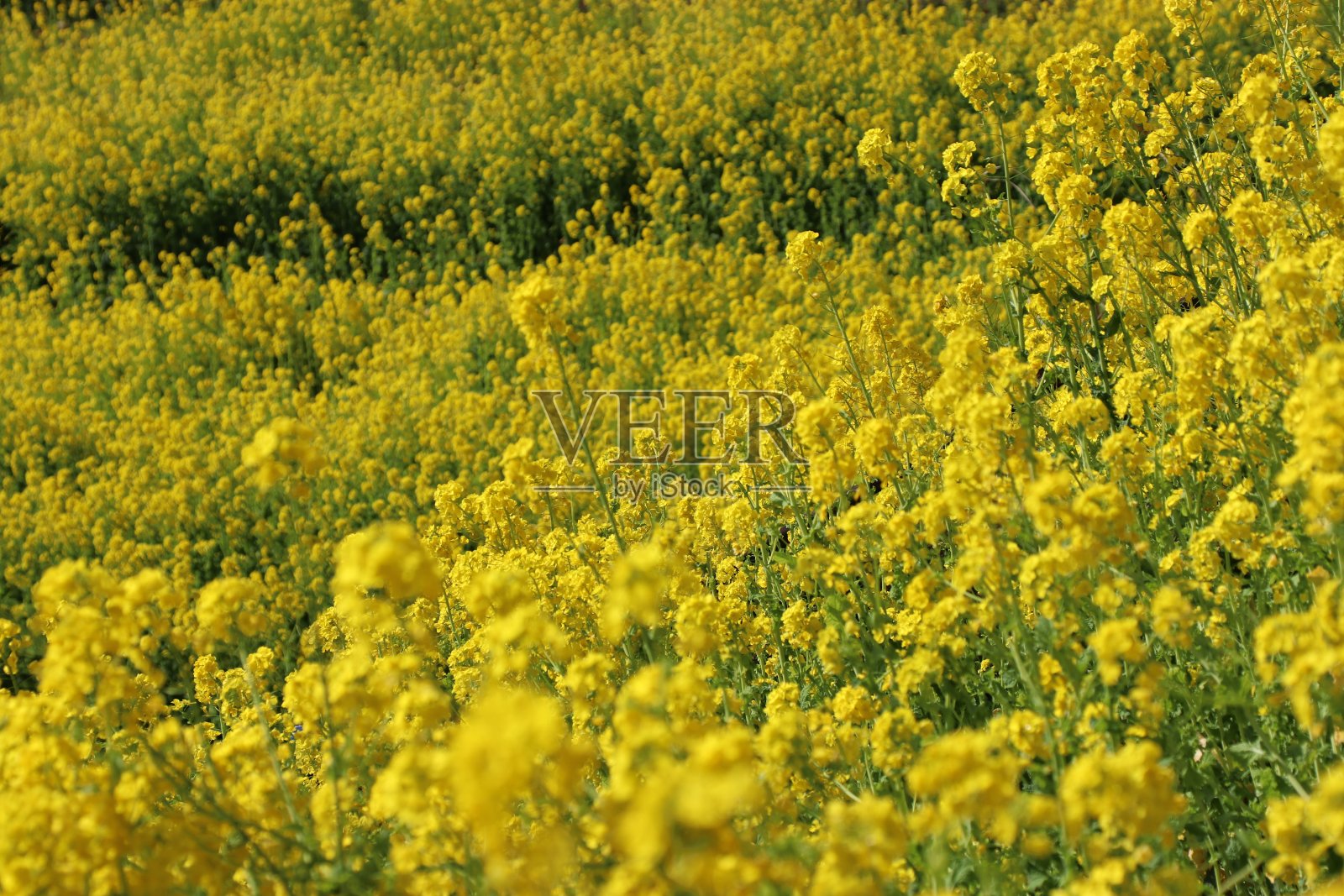 日本黄色鲜艳的“油菜花”在田野里绽放照片摄影图片