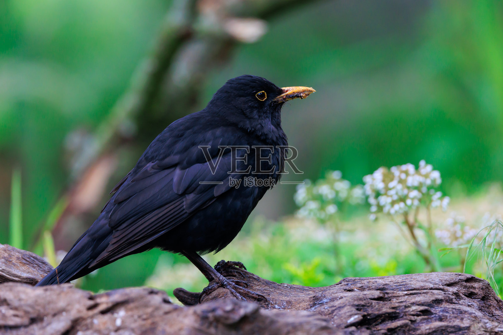 雄性画眉在树枝上的特写照片摄影图片