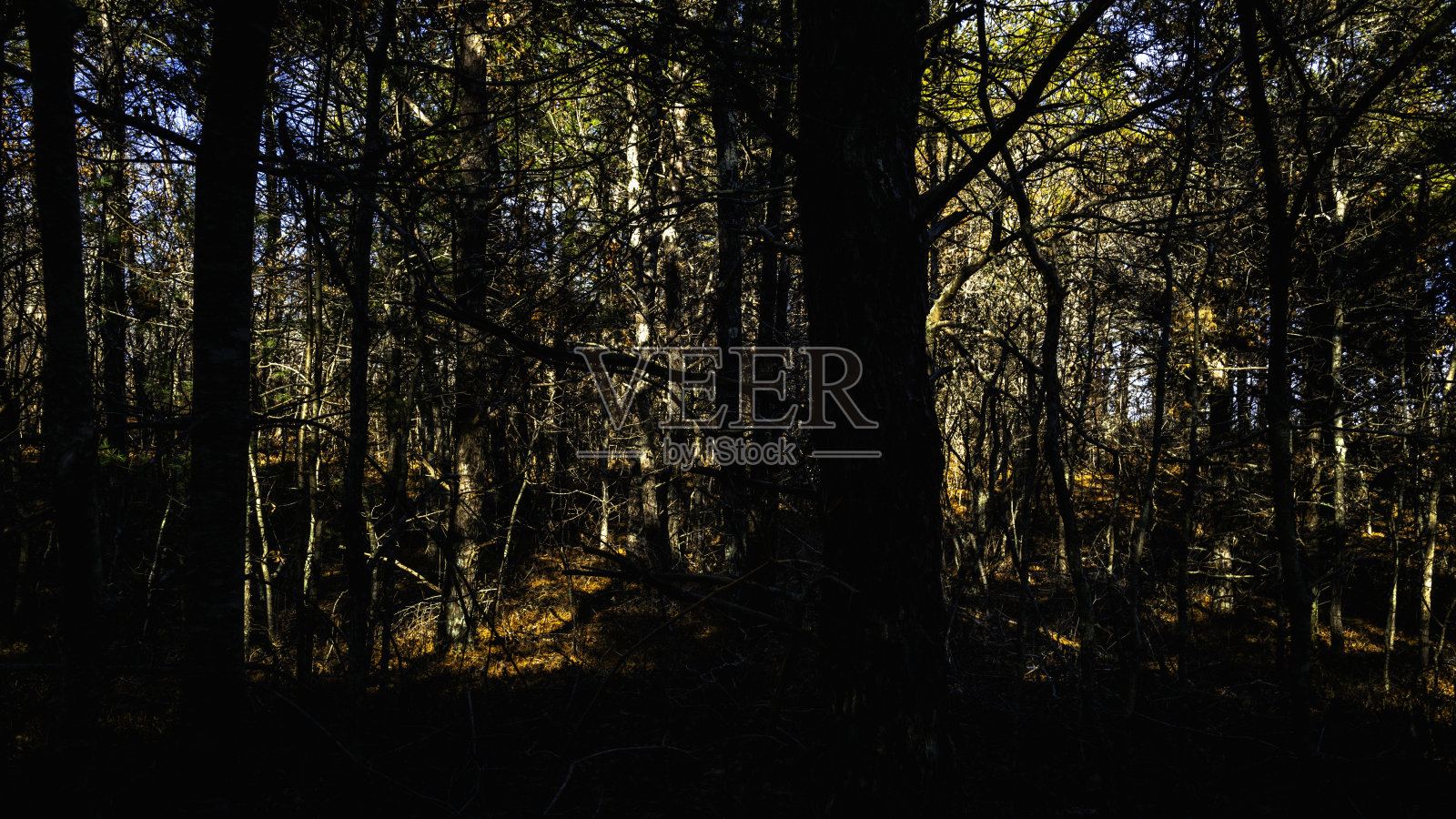 黑暗的森林景观，阳光和松树树干和灌木的阴影照片摄影图片