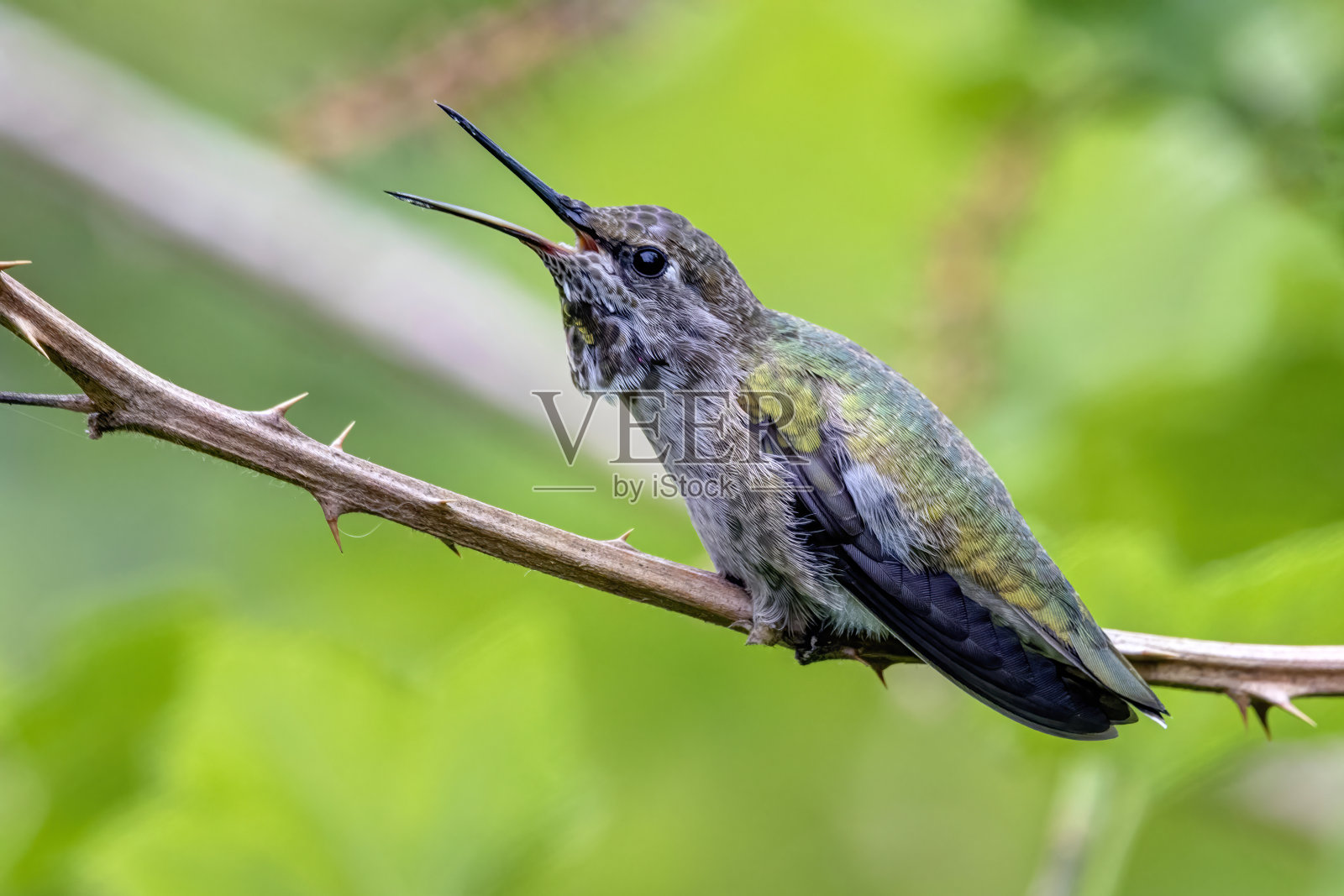 加拿大不列颠哥伦比亚省的安娜蜂鸟照片摄影图片