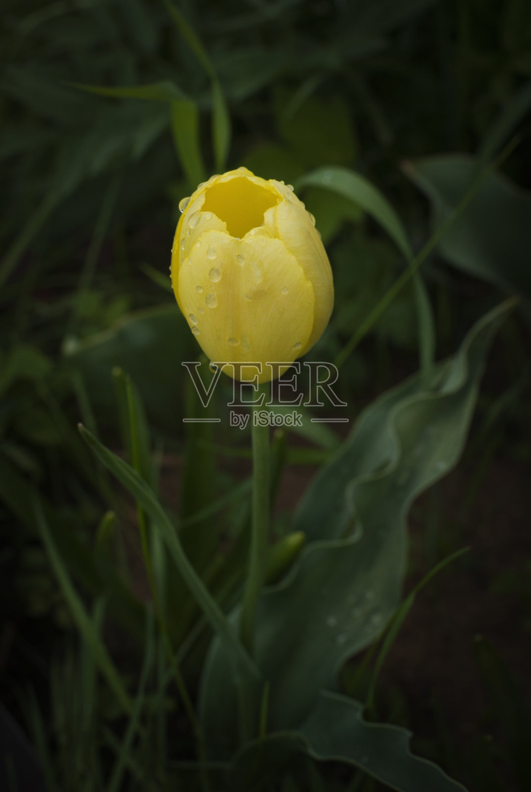 黄色的郁金香在绿色的草地上照片摄影图片