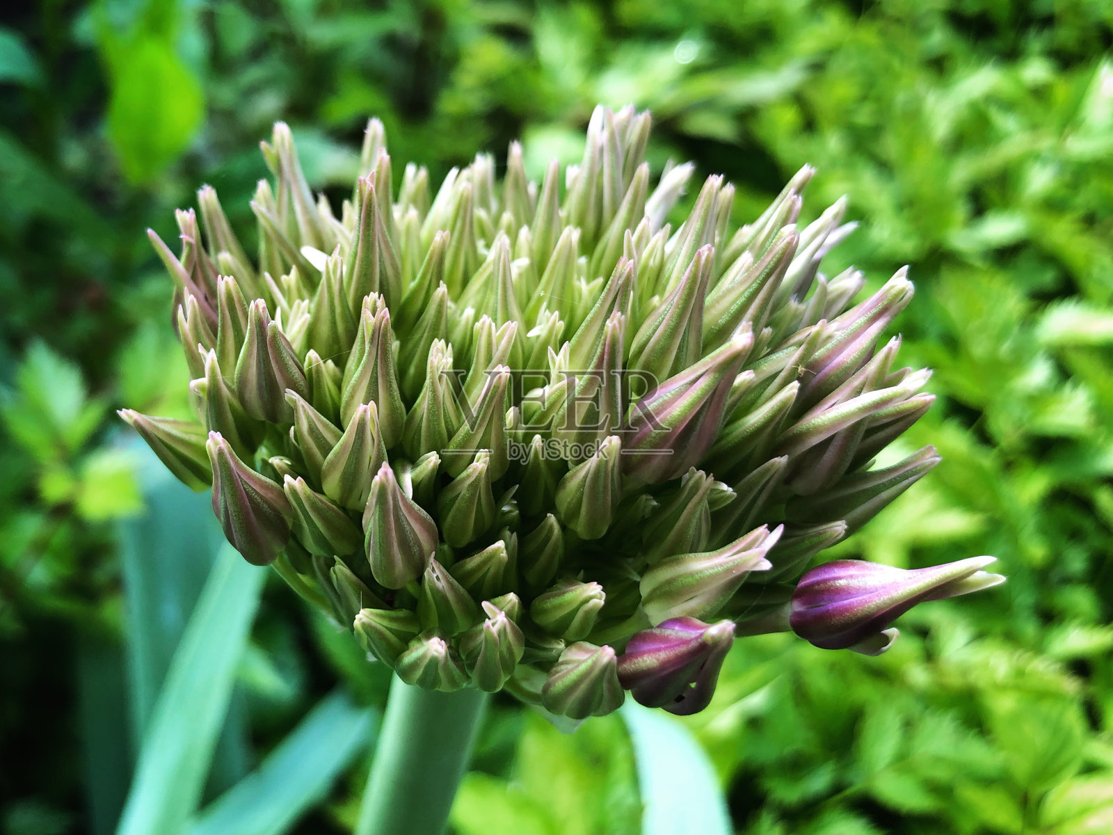 布鲁姆照片摄影图片