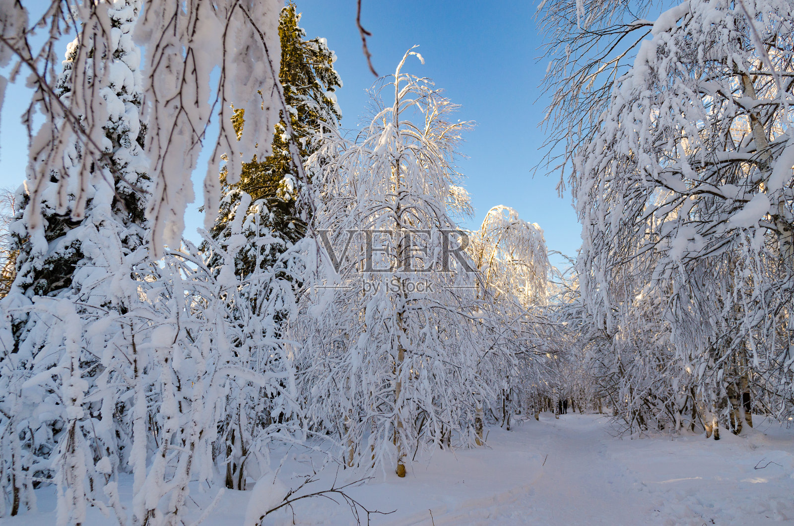 冬天的森林在雪天的背景下晴朗的天空照片摄影图片