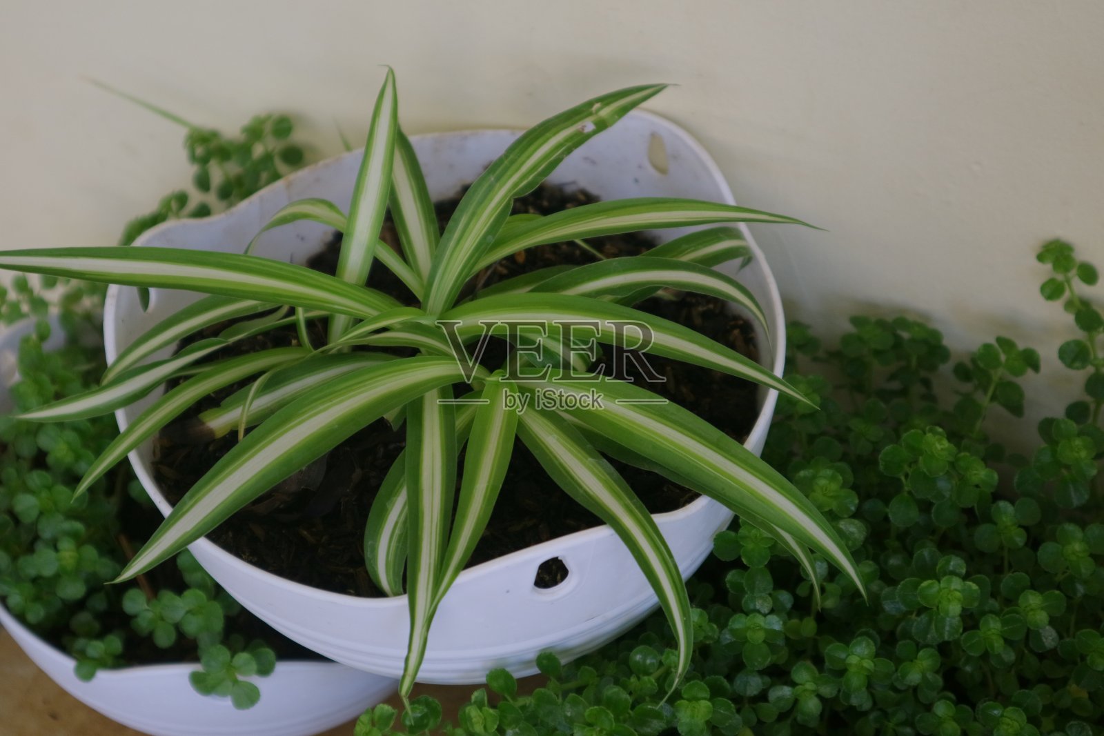 美丽的室内植物，叫做蜘蛛草照片摄影图片