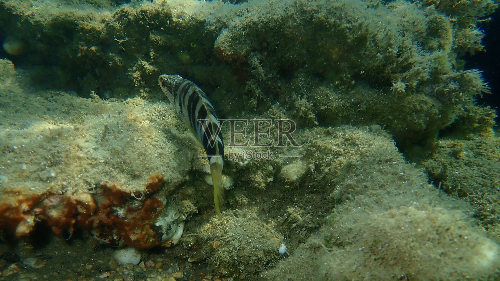 彩绘精梳机(Serranus scriba)海底，爱琴海照片摄影图片