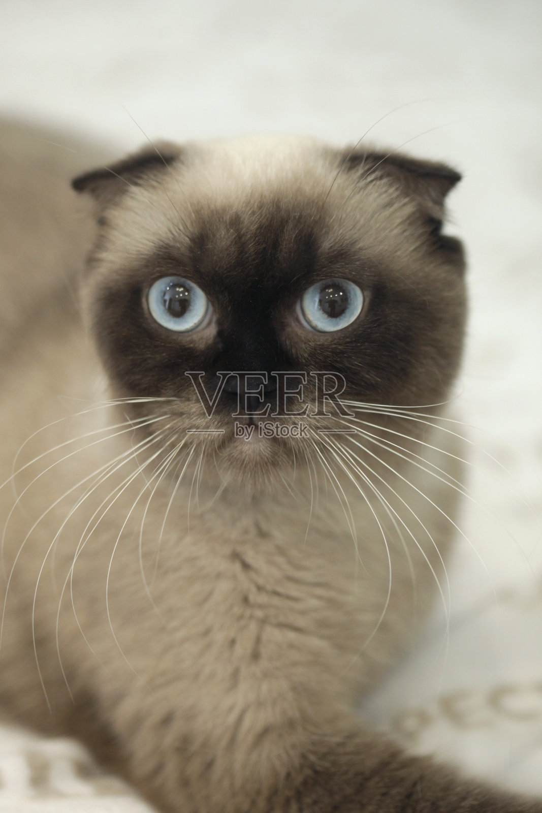 可爱的苏格兰猫的肖像照片摄影图片