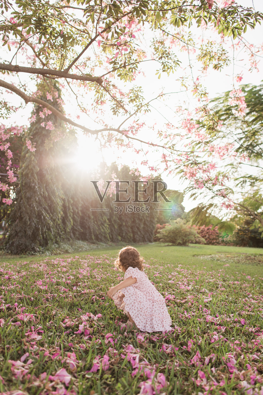 在盛开的粉色丝绒花树下，穿着粉色碎花裙的2岁女童照片摄影图片