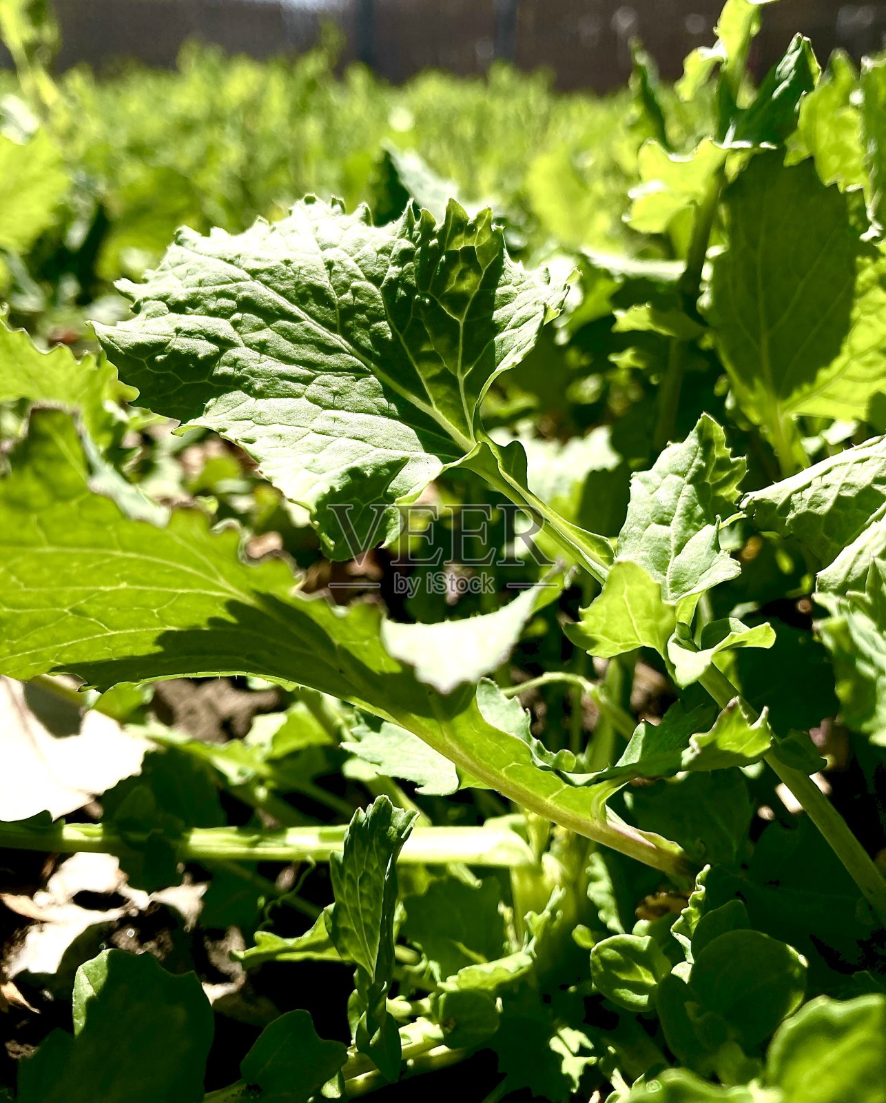 自然照片摄影图片