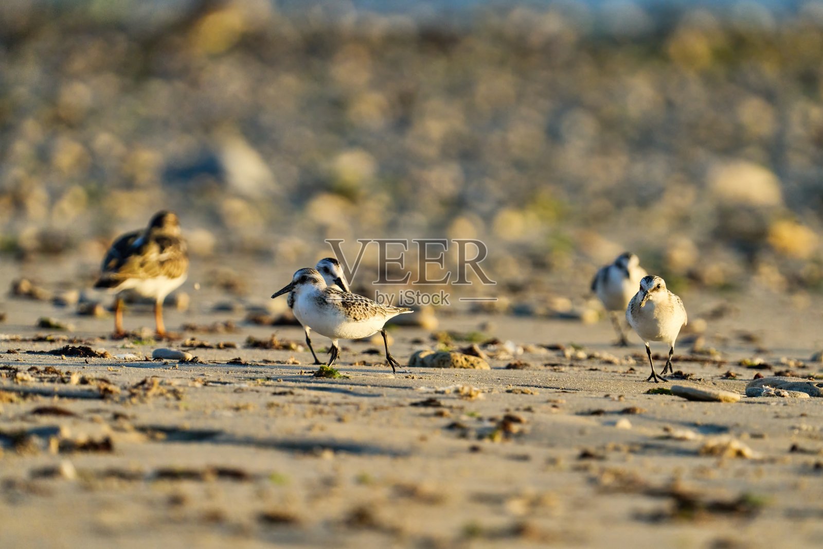 几只砂鹬在Re岛的海滩上奔跑照片摄影图片