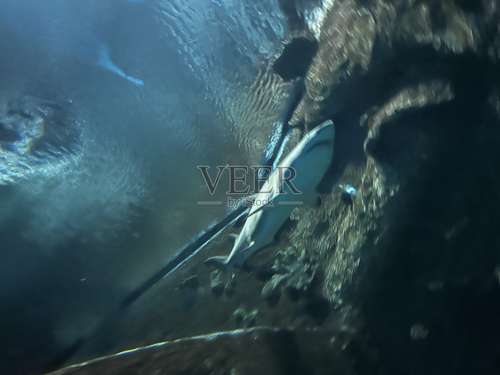 鲨鱼照片摄影图片