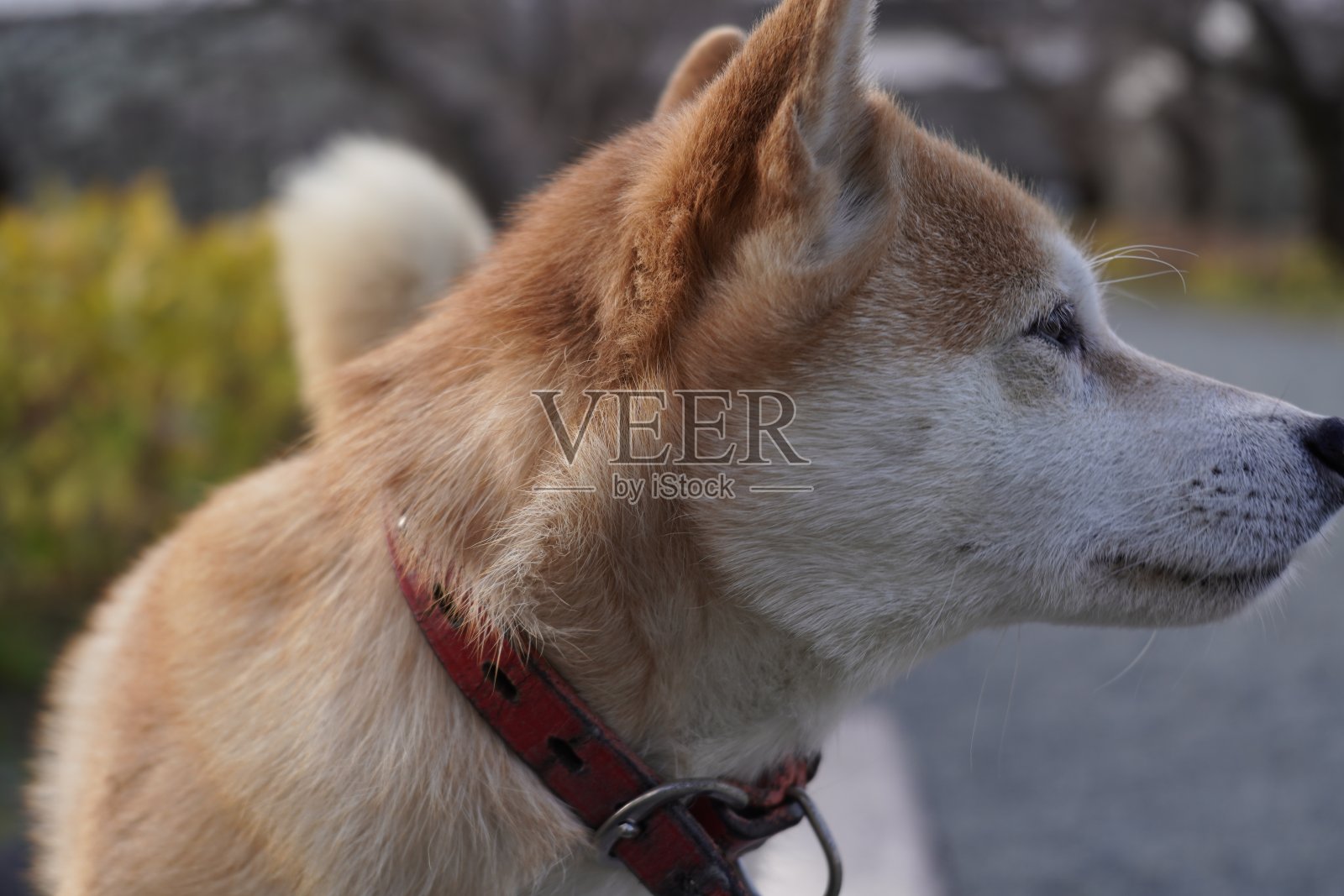 Shiba狗照片摄影图片