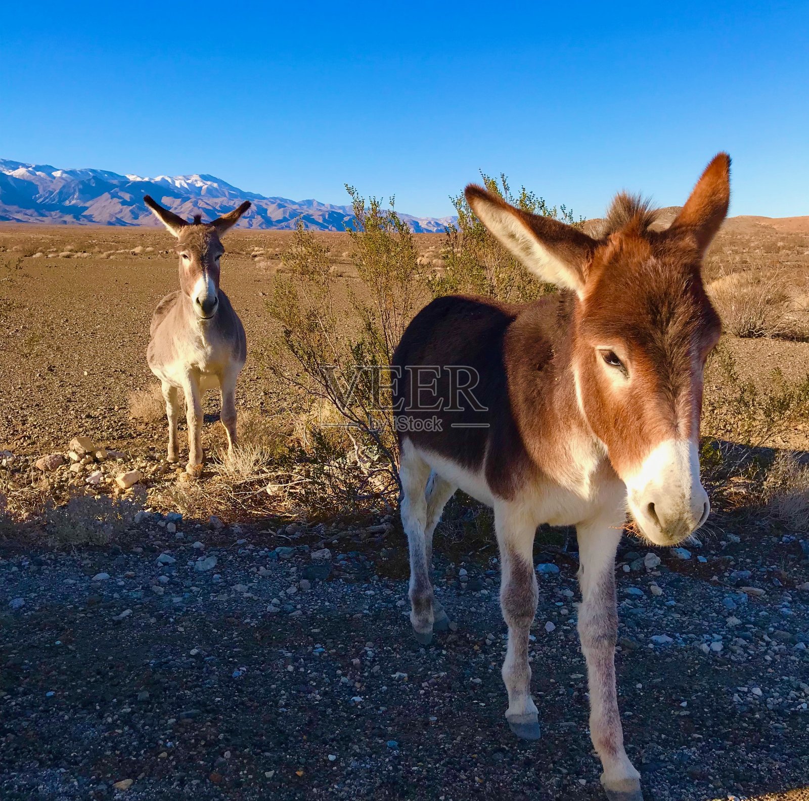 野生驴照片摄影图片