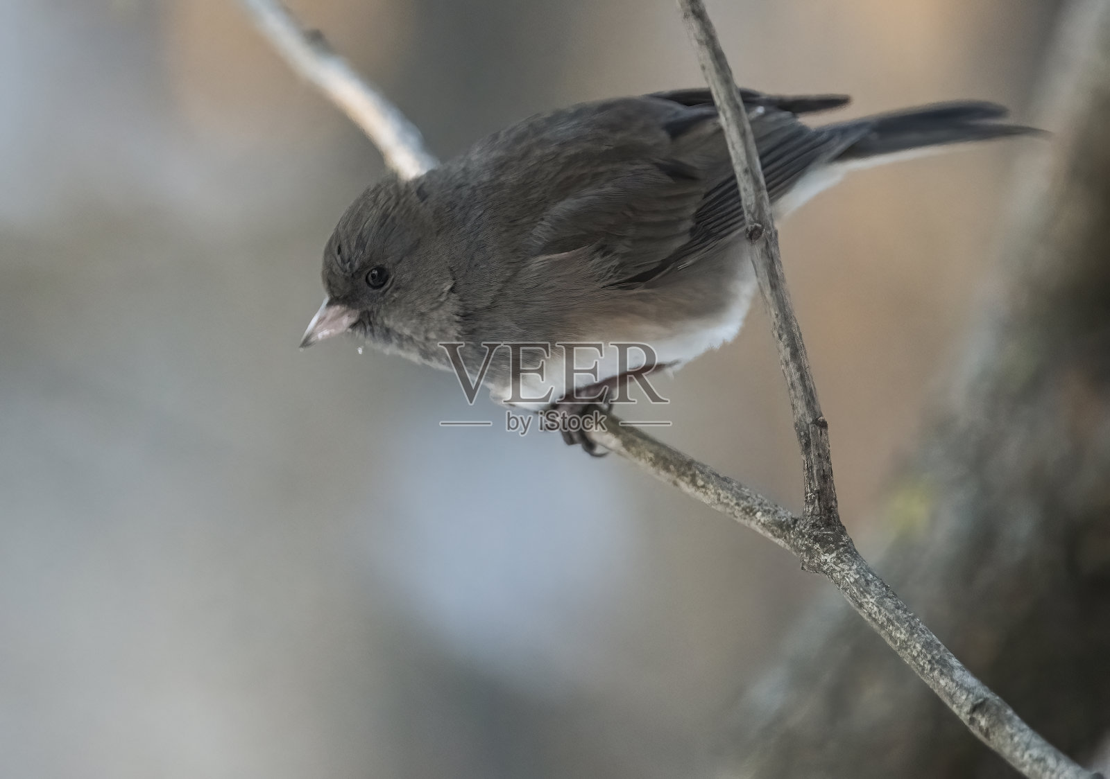 黑灯芯草雀照片摄影图片