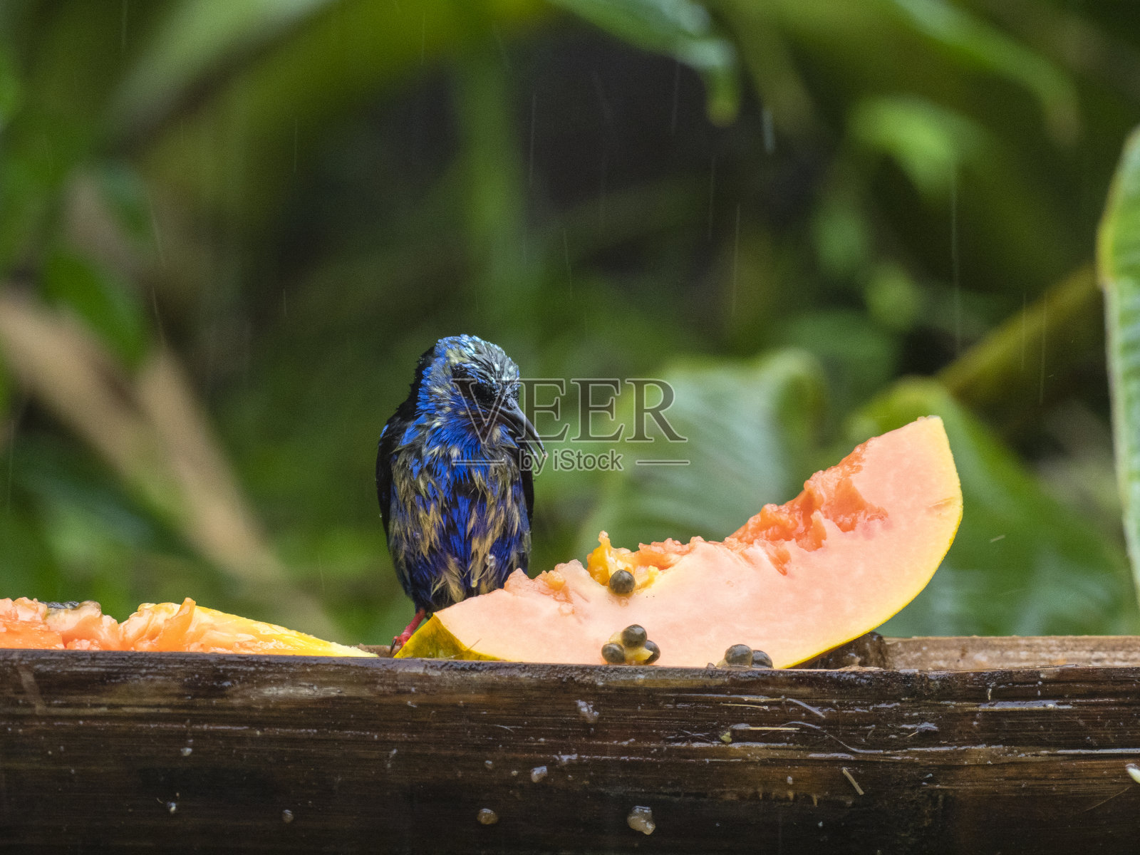 在喂鸟器旁的红腿旋蜜雀照片摄影图片