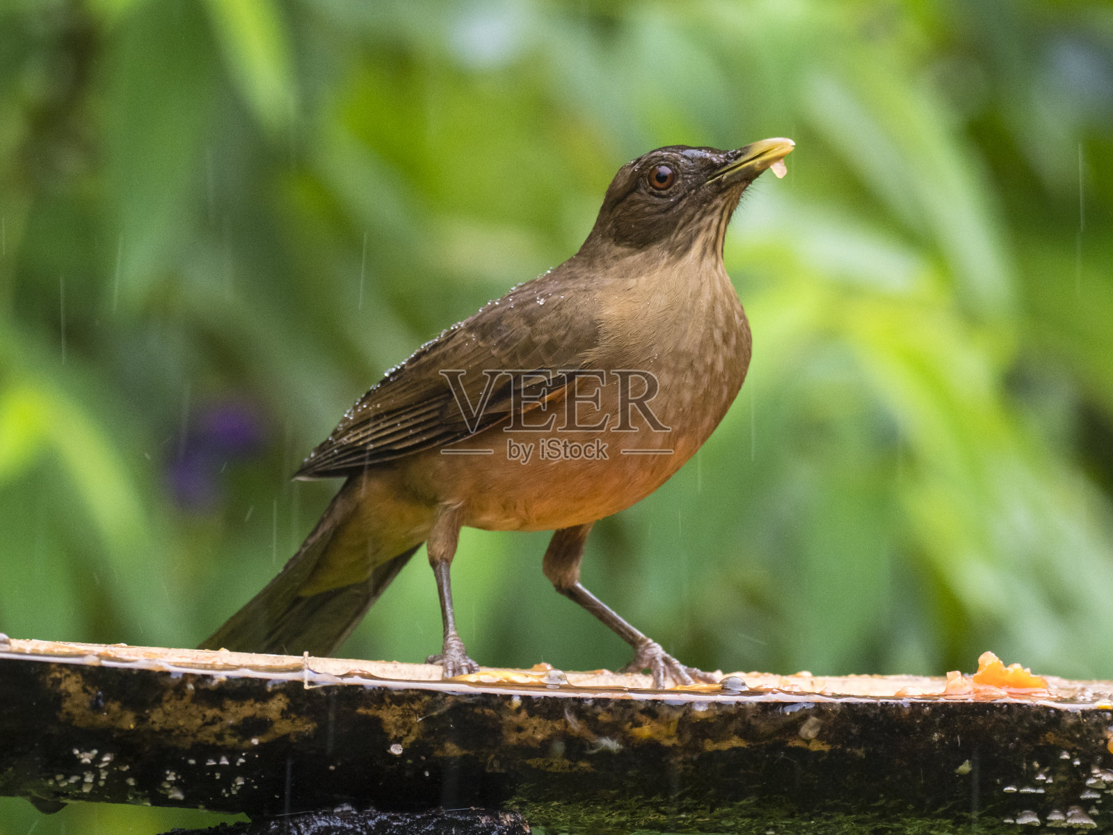 黏土色的画眉坐在喂鸟器上照片摄影图片