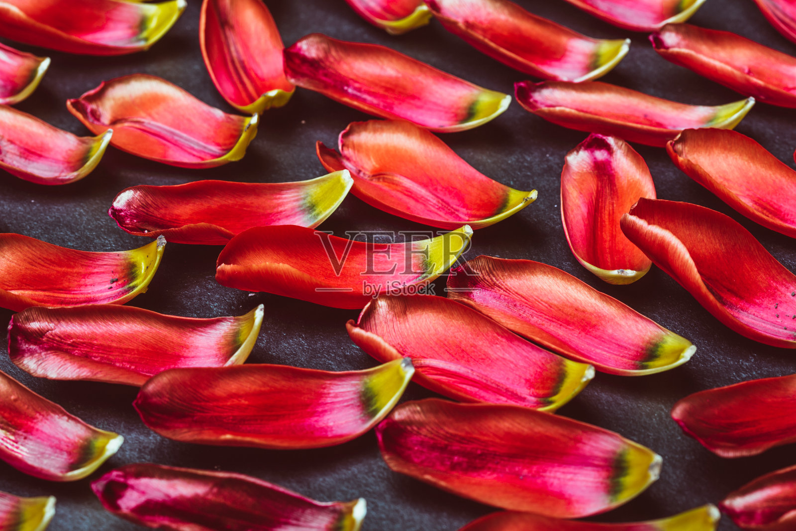 黑色背景上的红色郁金香花瓣照片摄影图片