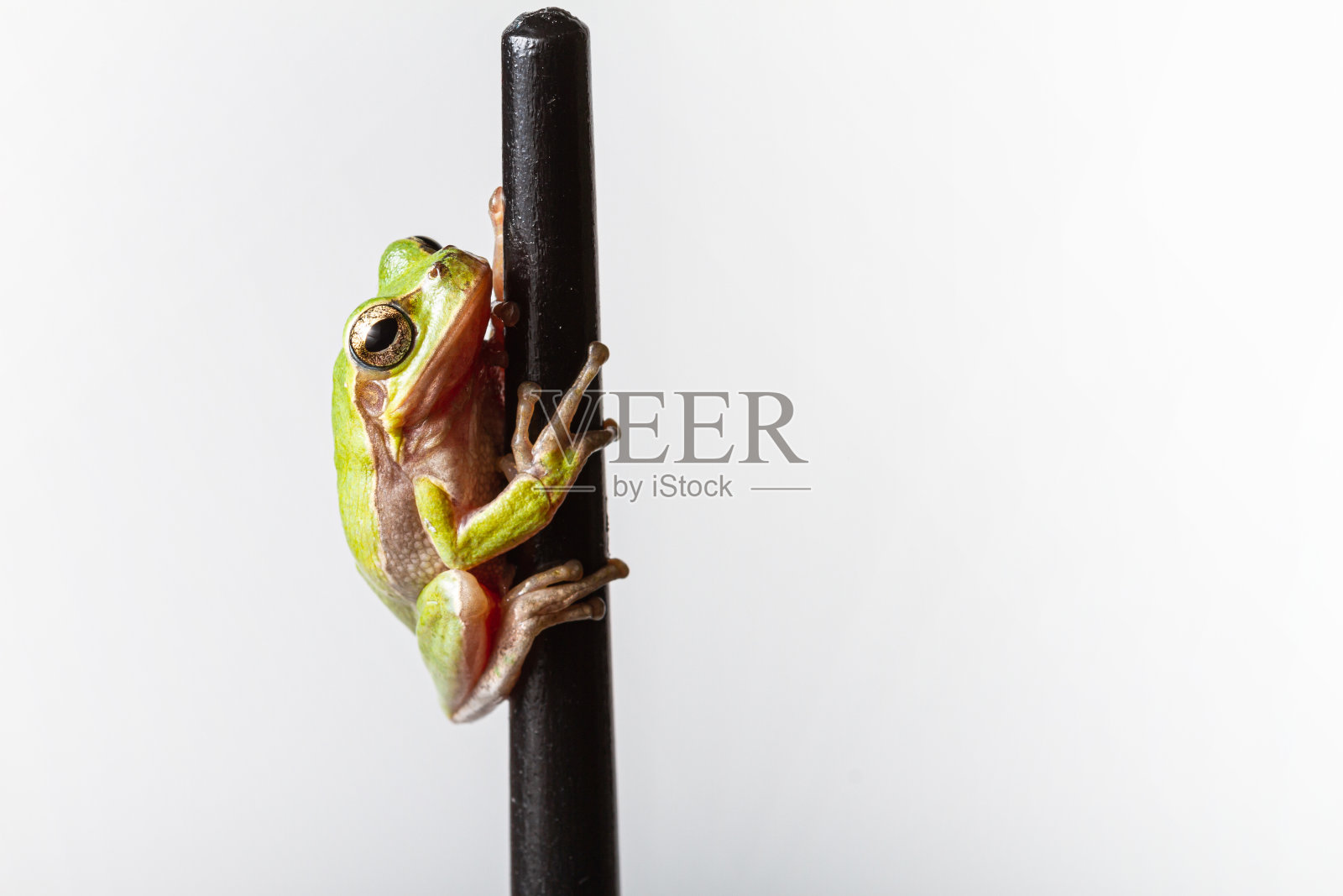 两栖动物肖像:树蛙粘在铅笔上照片摄影图片