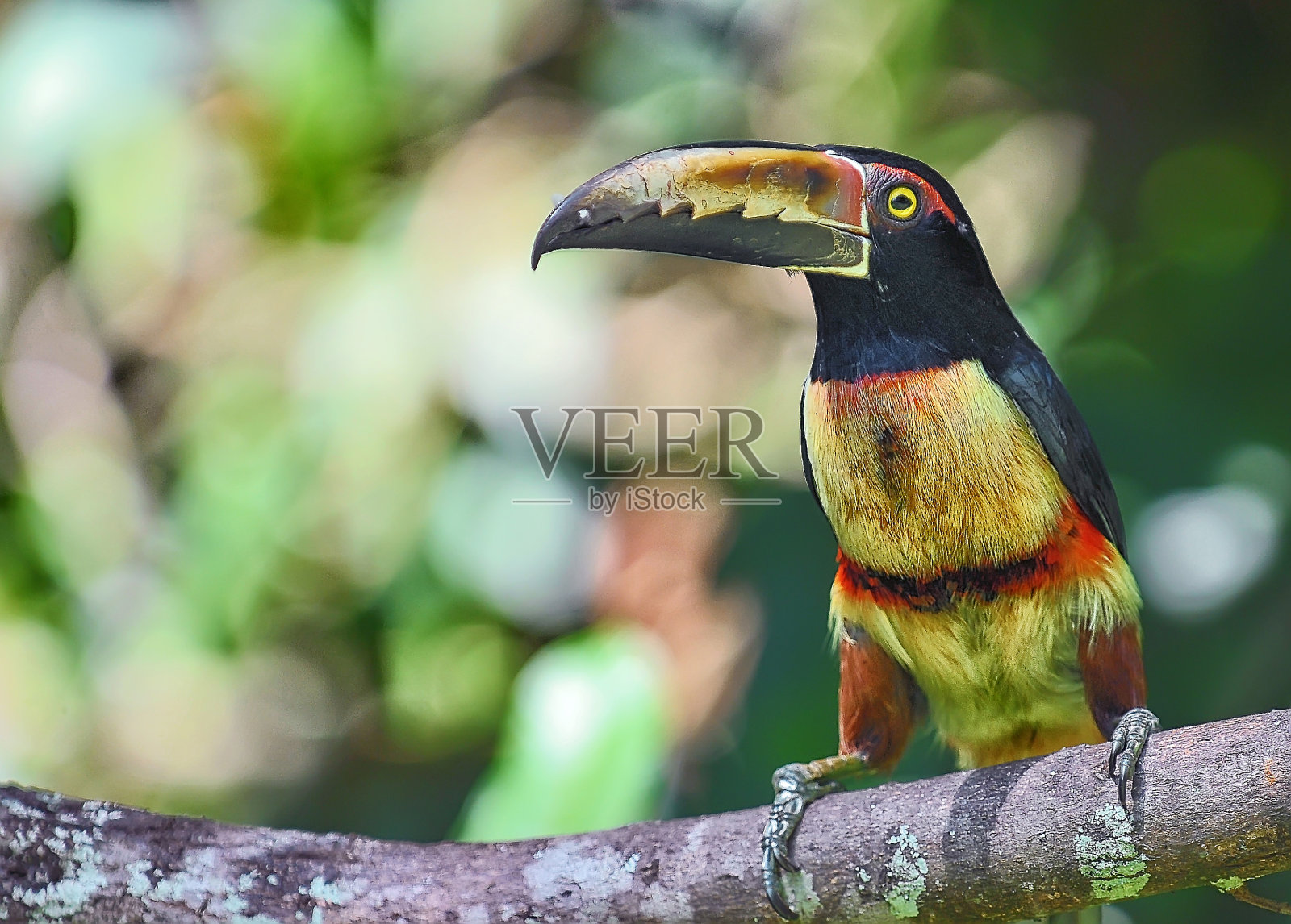 Aracari巨嘴鸟照片摄影图片