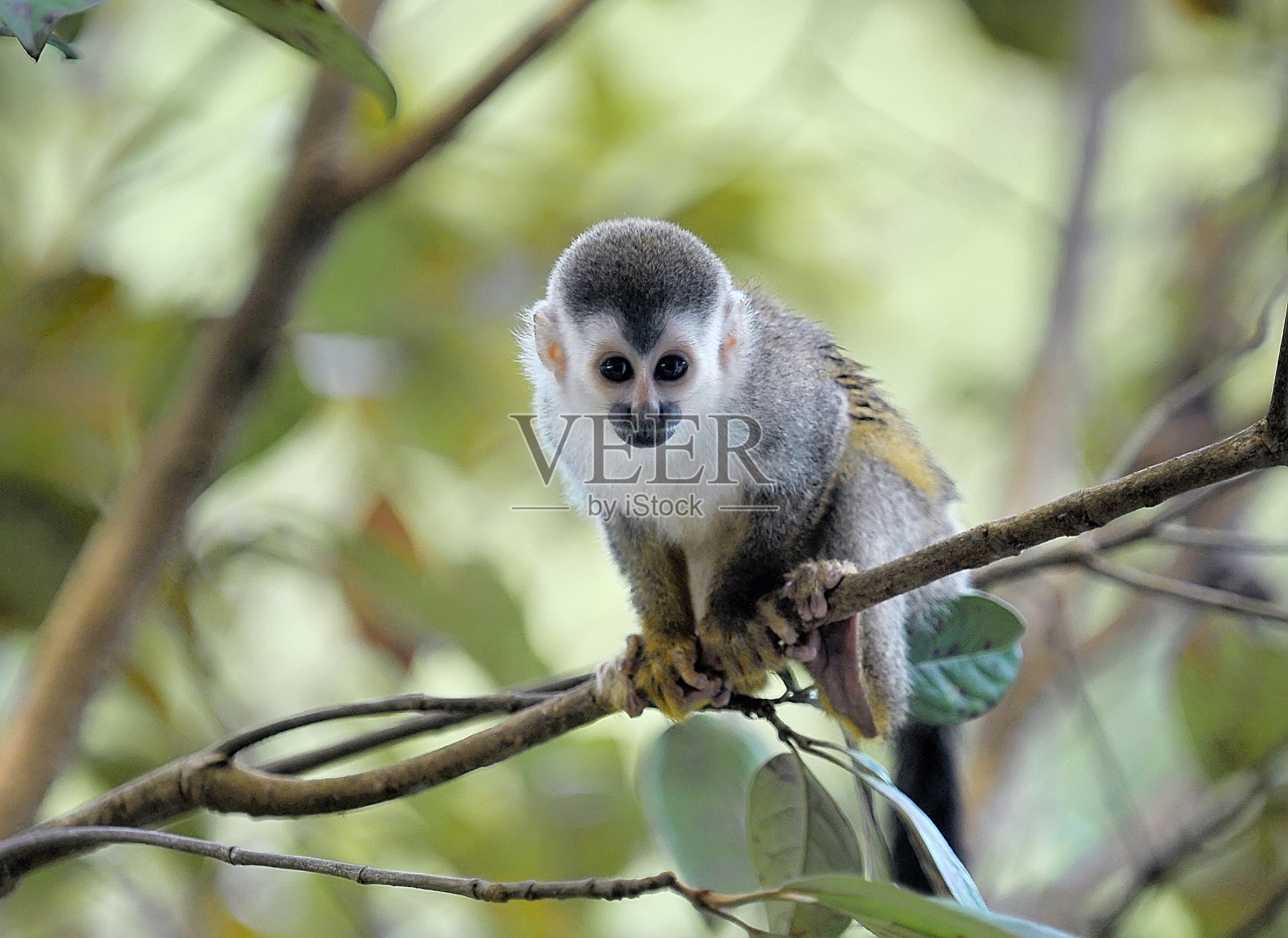 小松鼠猴照片摄影图片