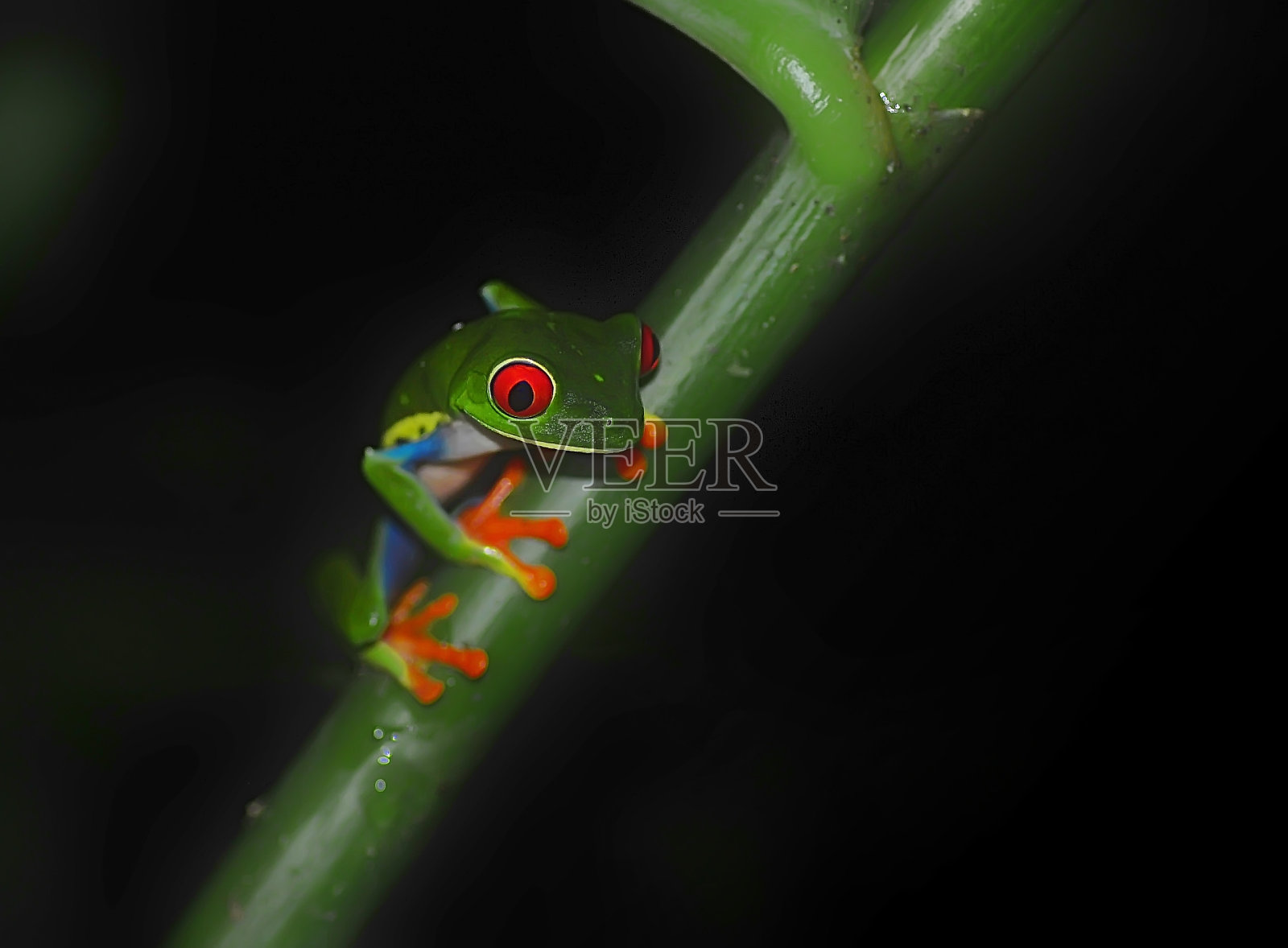 夜晚，红眼树蛙在树枝上照片摄影图片