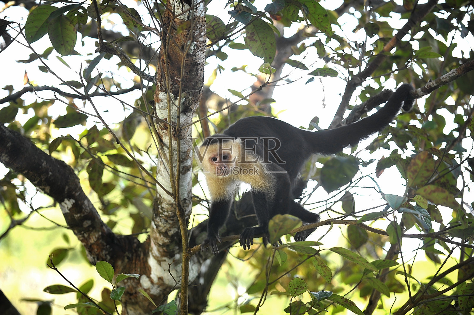 近距离观察白脸卷尾猴照片摄影图片
