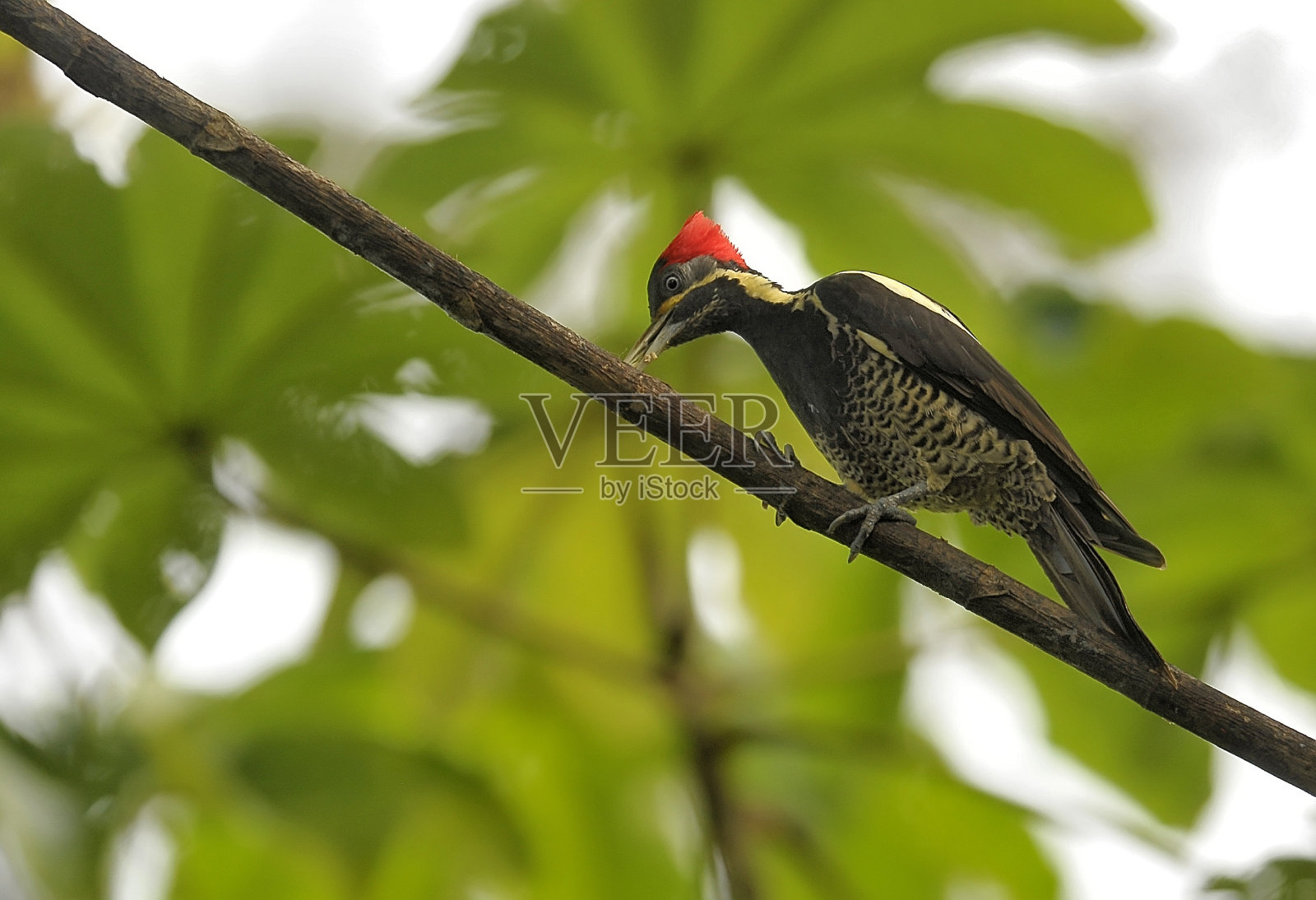 划线的啄木鸟照片摄影图片