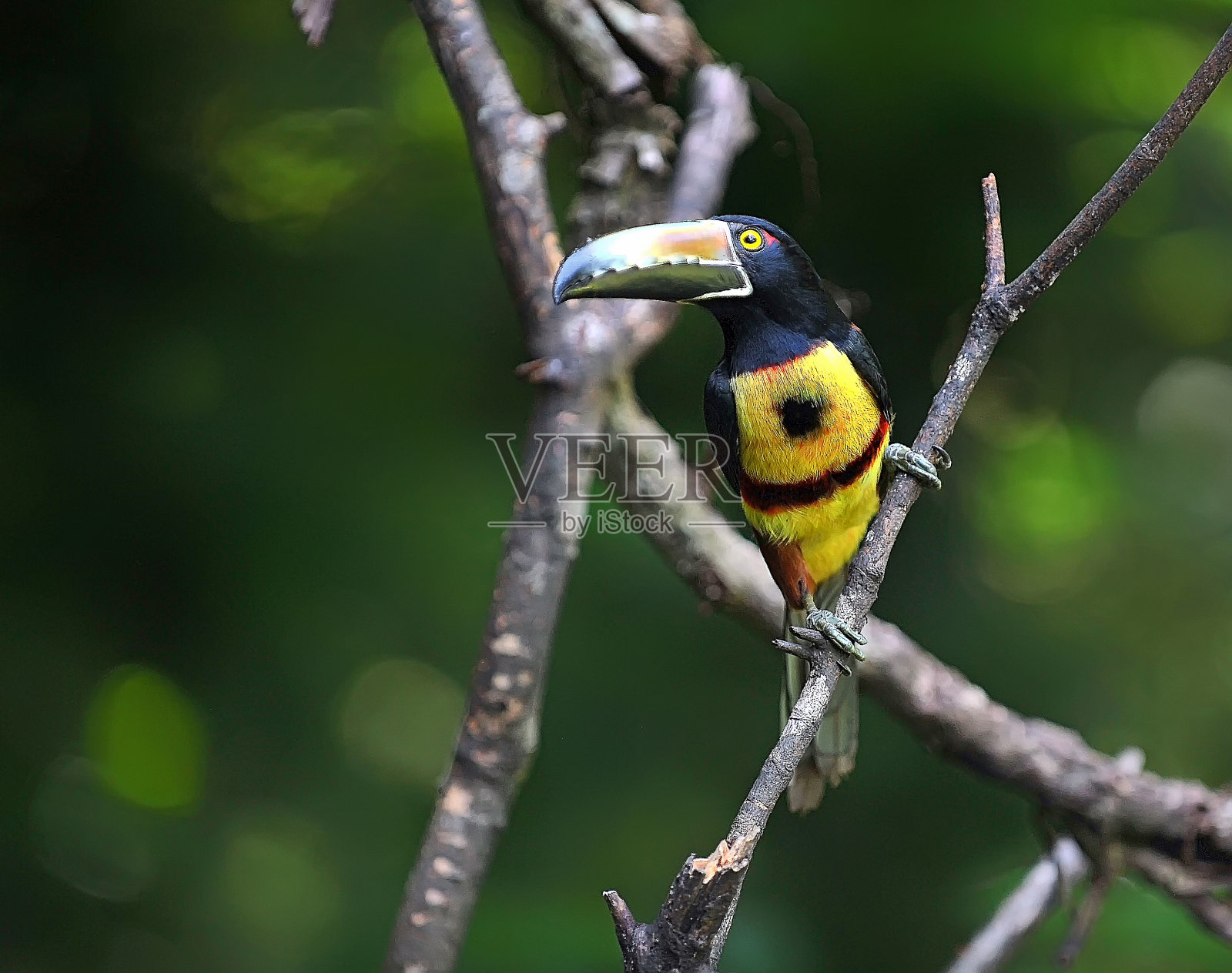 Aracari巨嘴鸟照片摄影图片
