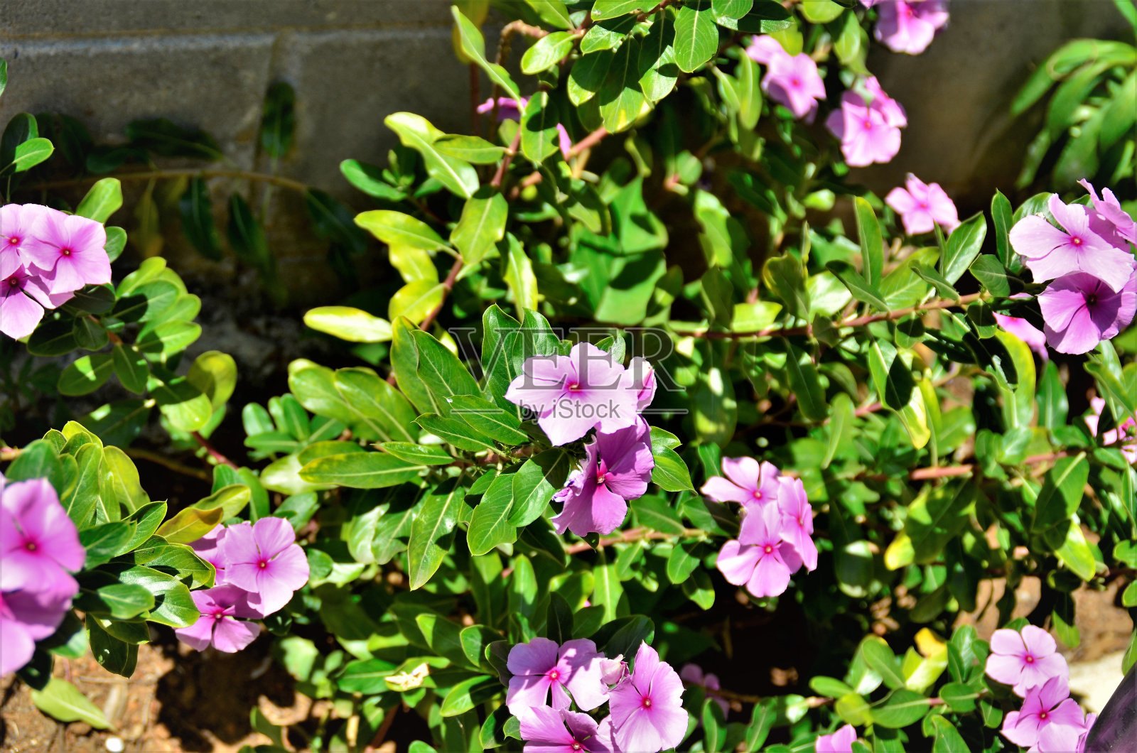 凤仙花的fçlpres在花园里照片摄影图片