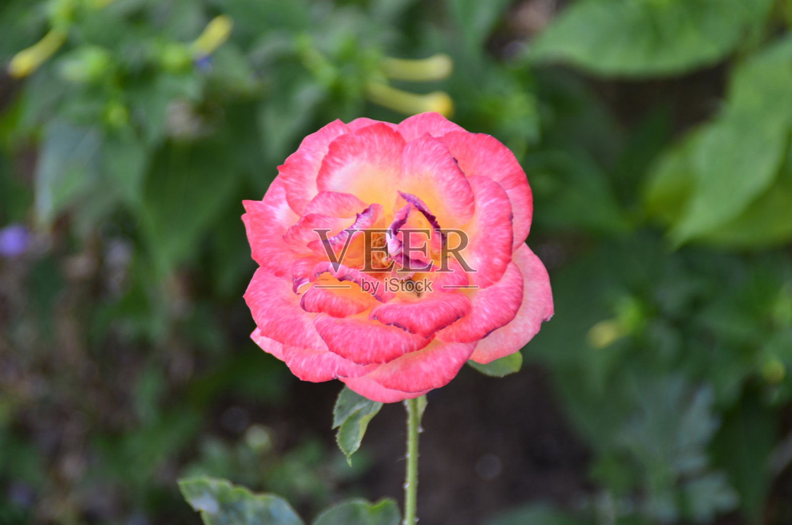 粉红色的玫瑰和黄色的花园照片摄影图片