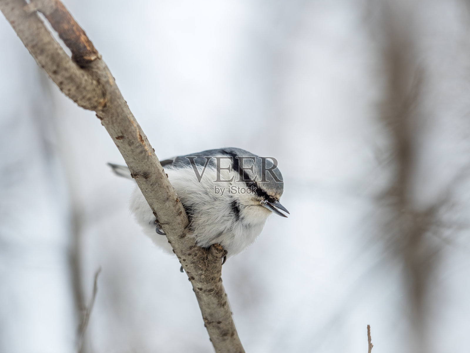 欧亚的五子鸟或木五子鸟。Sitta europaea，坐在树枝上，背景模糊。照片摄影图片