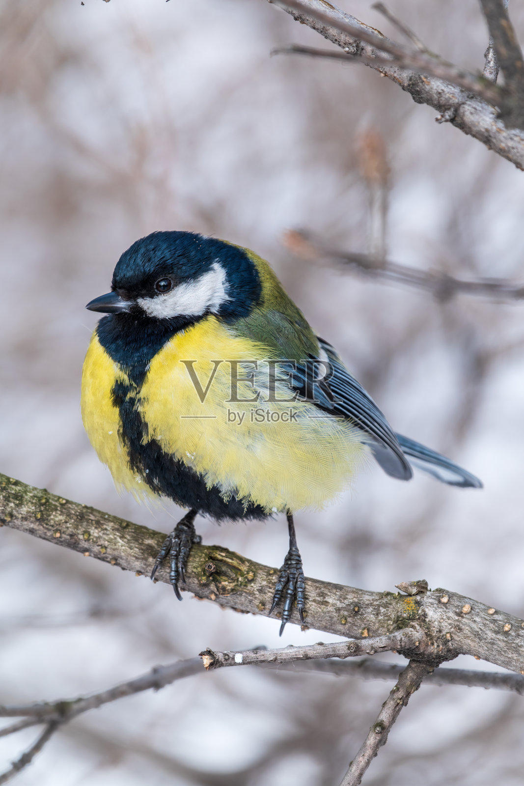 可爱的鸟大山雀，鸣鸟，在秋冬无叶的树枝上栖息。照片摄影图片
