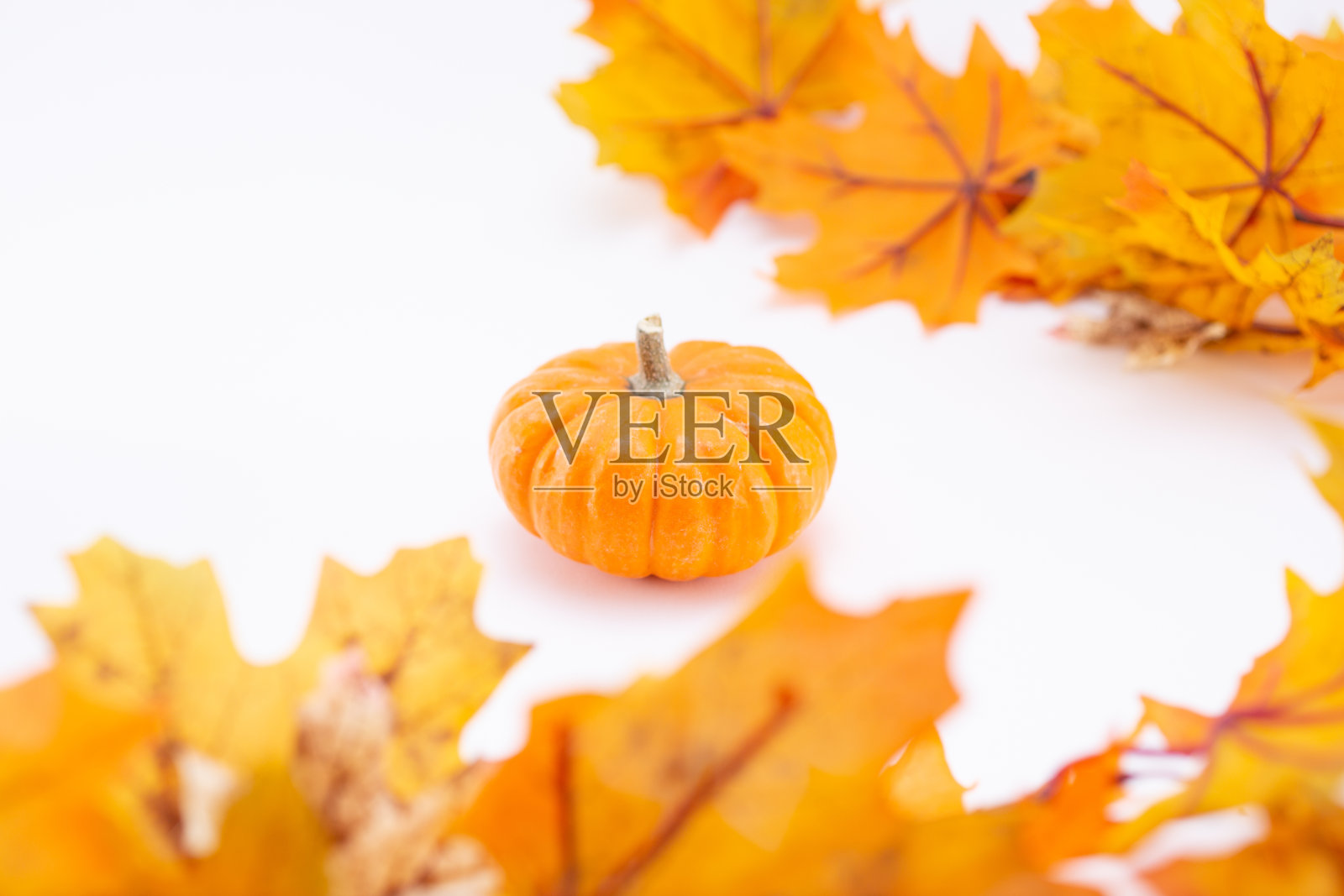 树叶间的小南瓜照片摄影图片