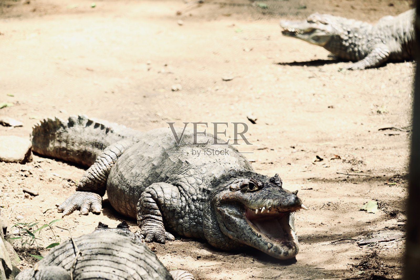 鳄鱼照片摄影图片