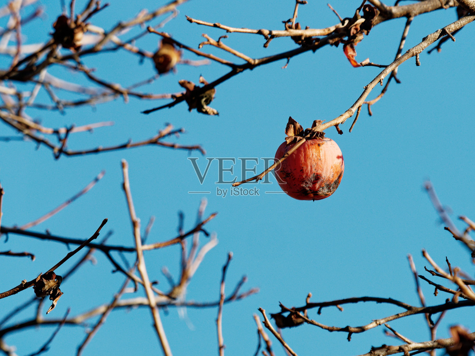 草地上柿子植物的细节照片摄影图片