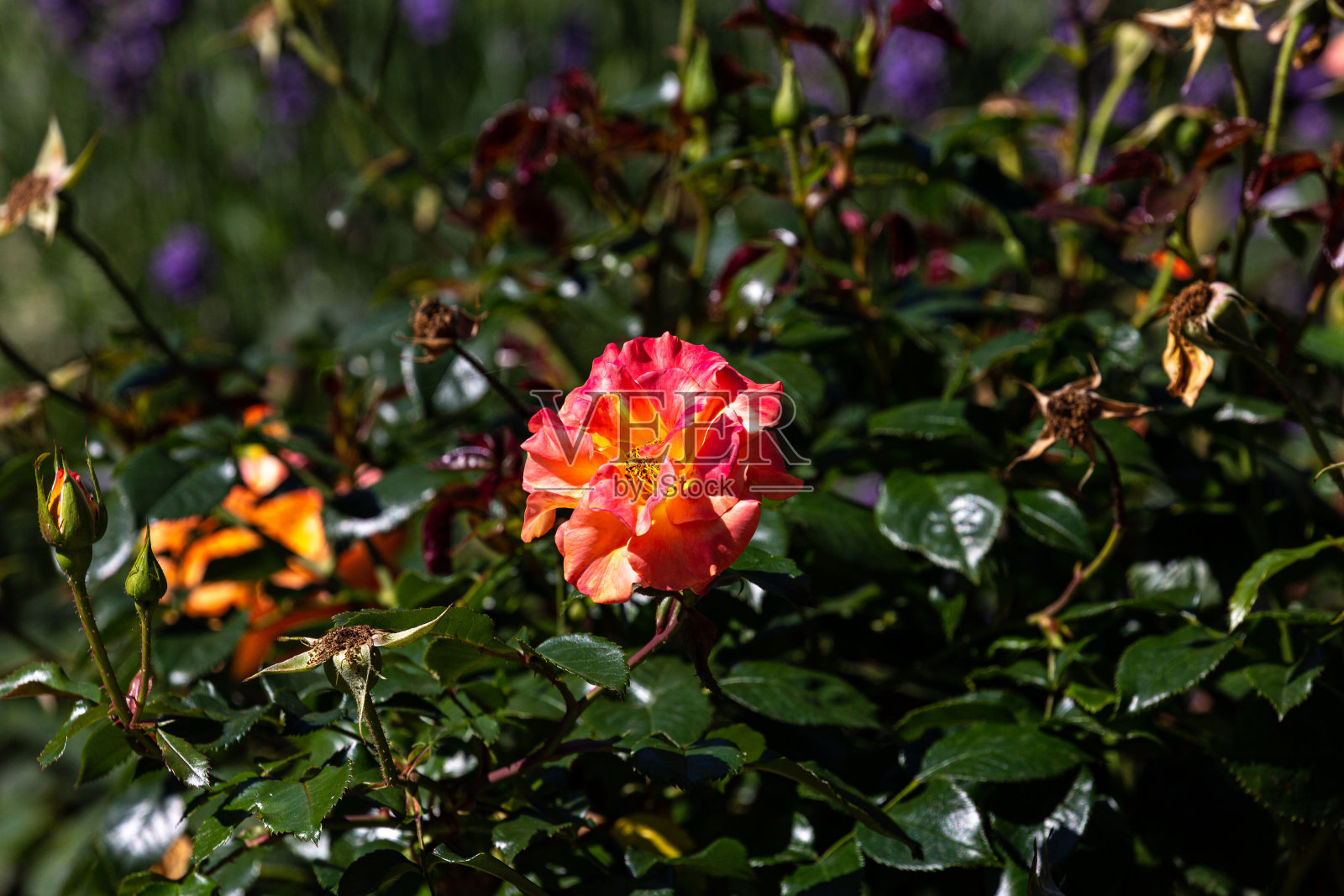 盛开的红玫瑰花瓣照片摄影图片
