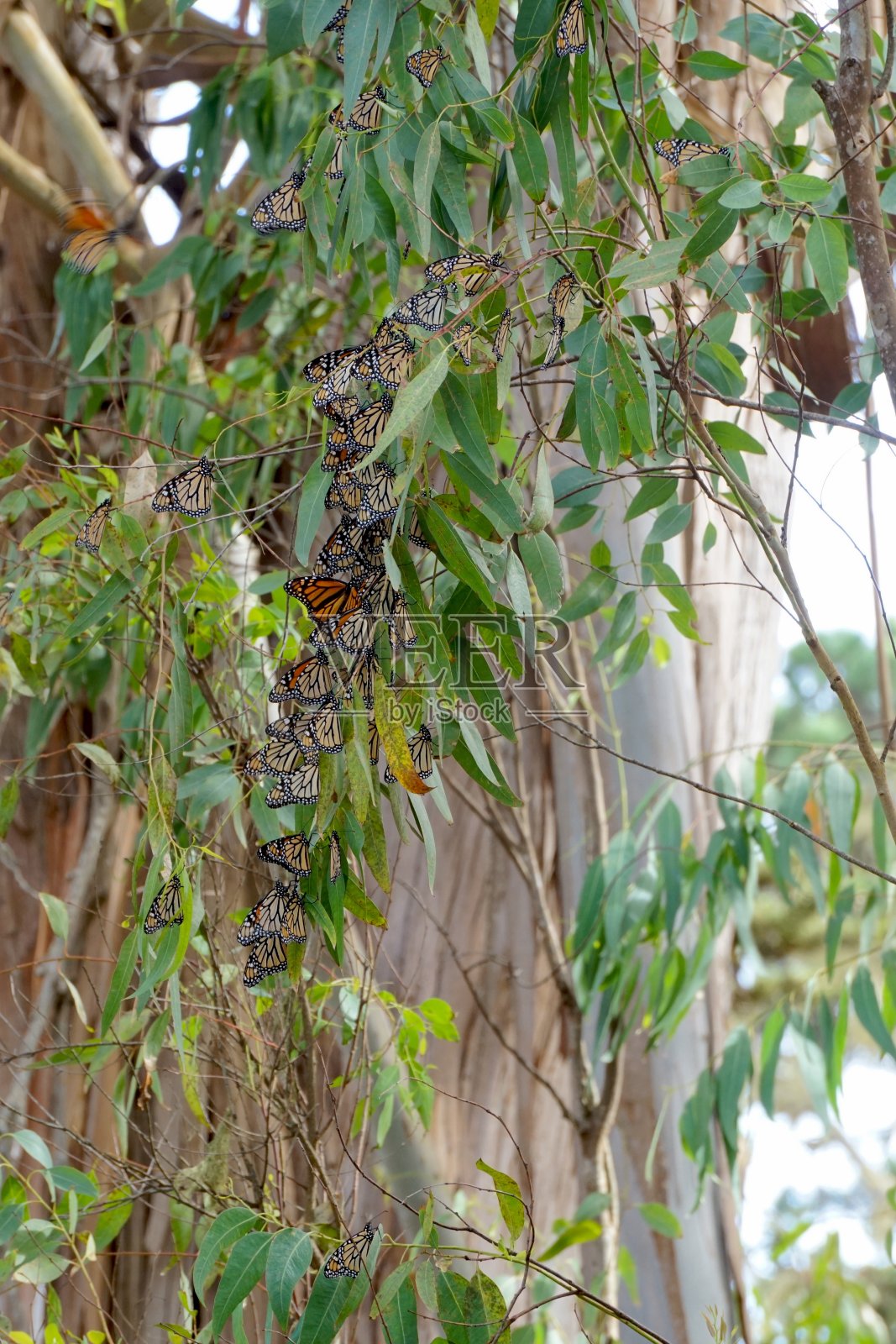 迁移进站照片摄影图片