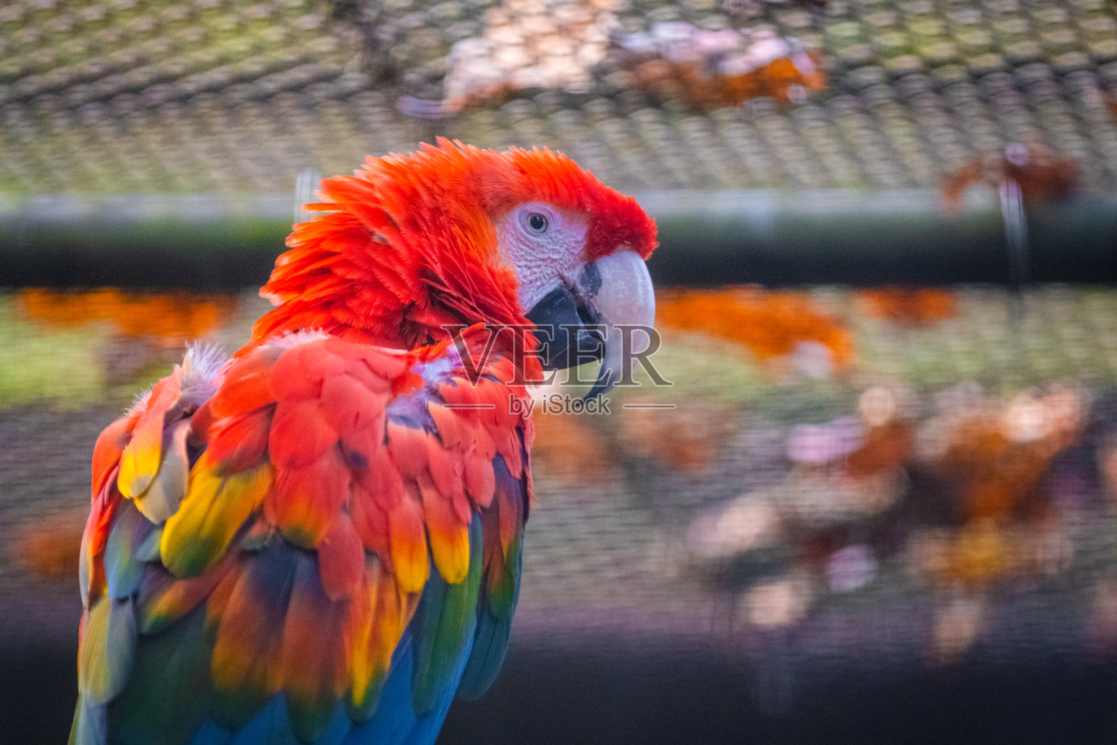 红金刚鹦鹉照片摄影图片