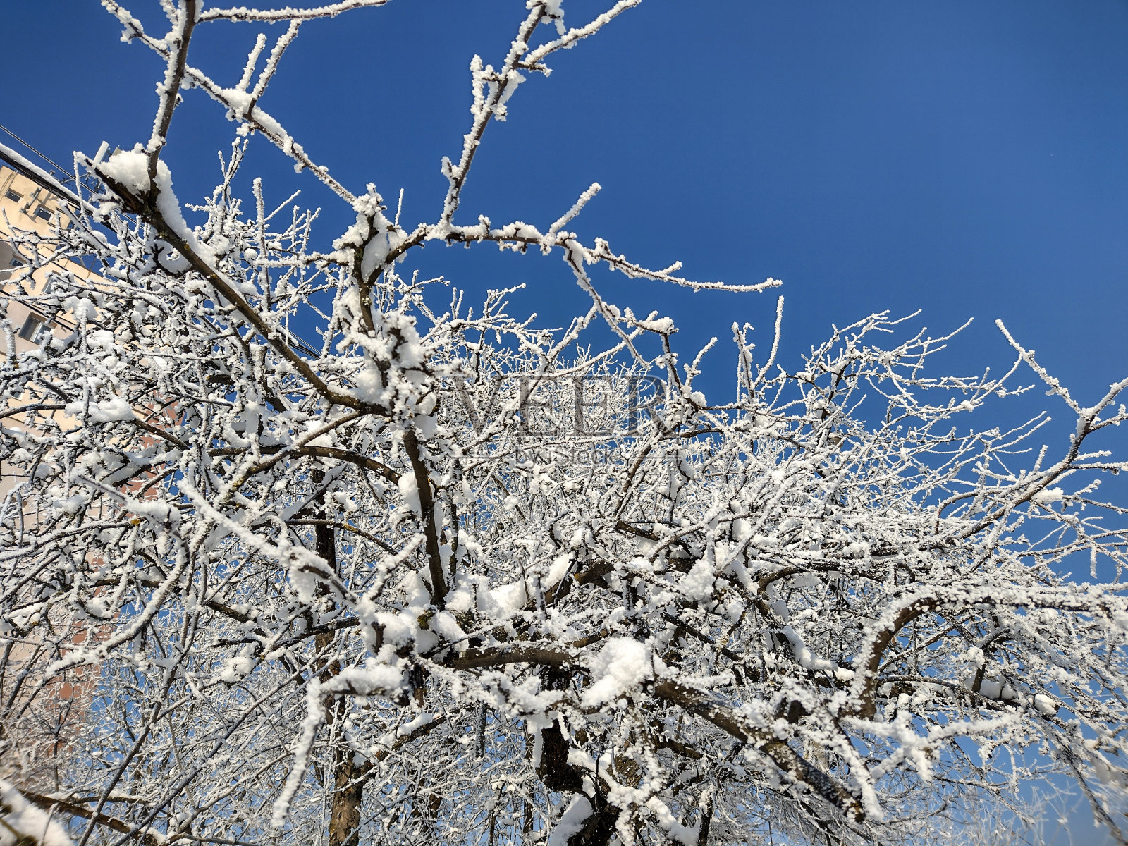 冬天树上的雪——罗马尼亚照片摄影图片