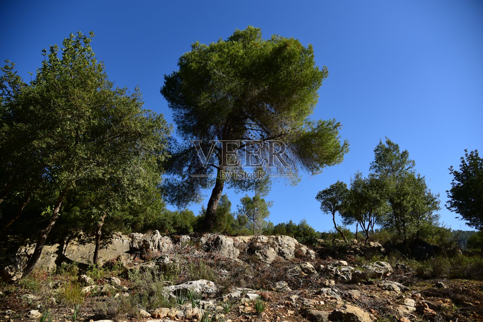 犹地亚山区的冬天照片摄影图片