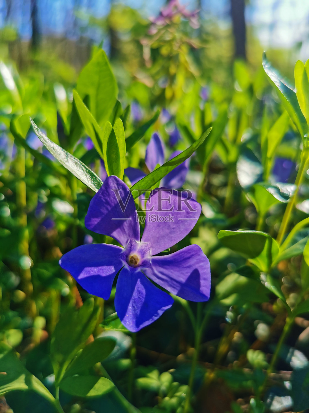 初春小长春花的紫色花瓣照片摄影图片